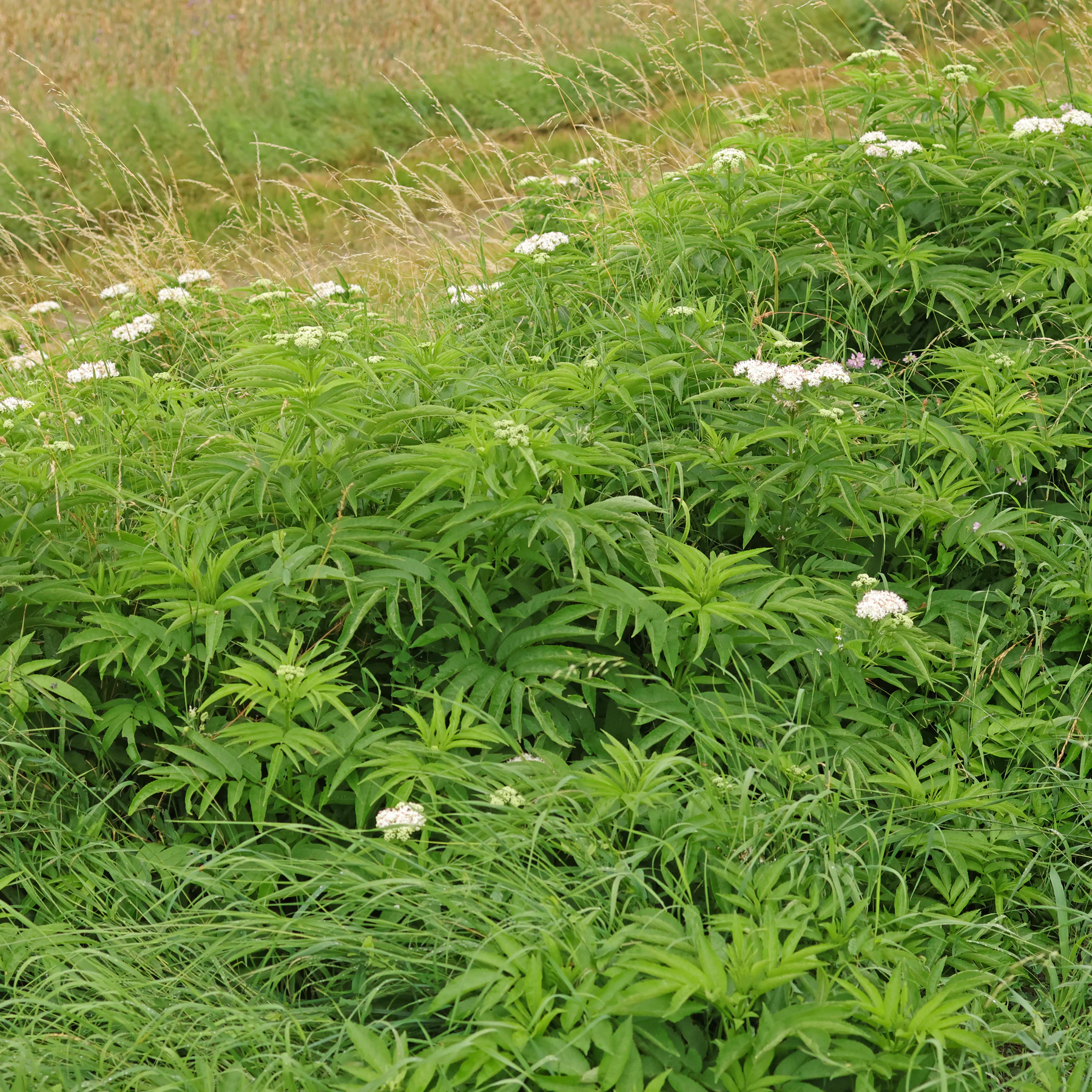 Zwerg Holunder in Wiese