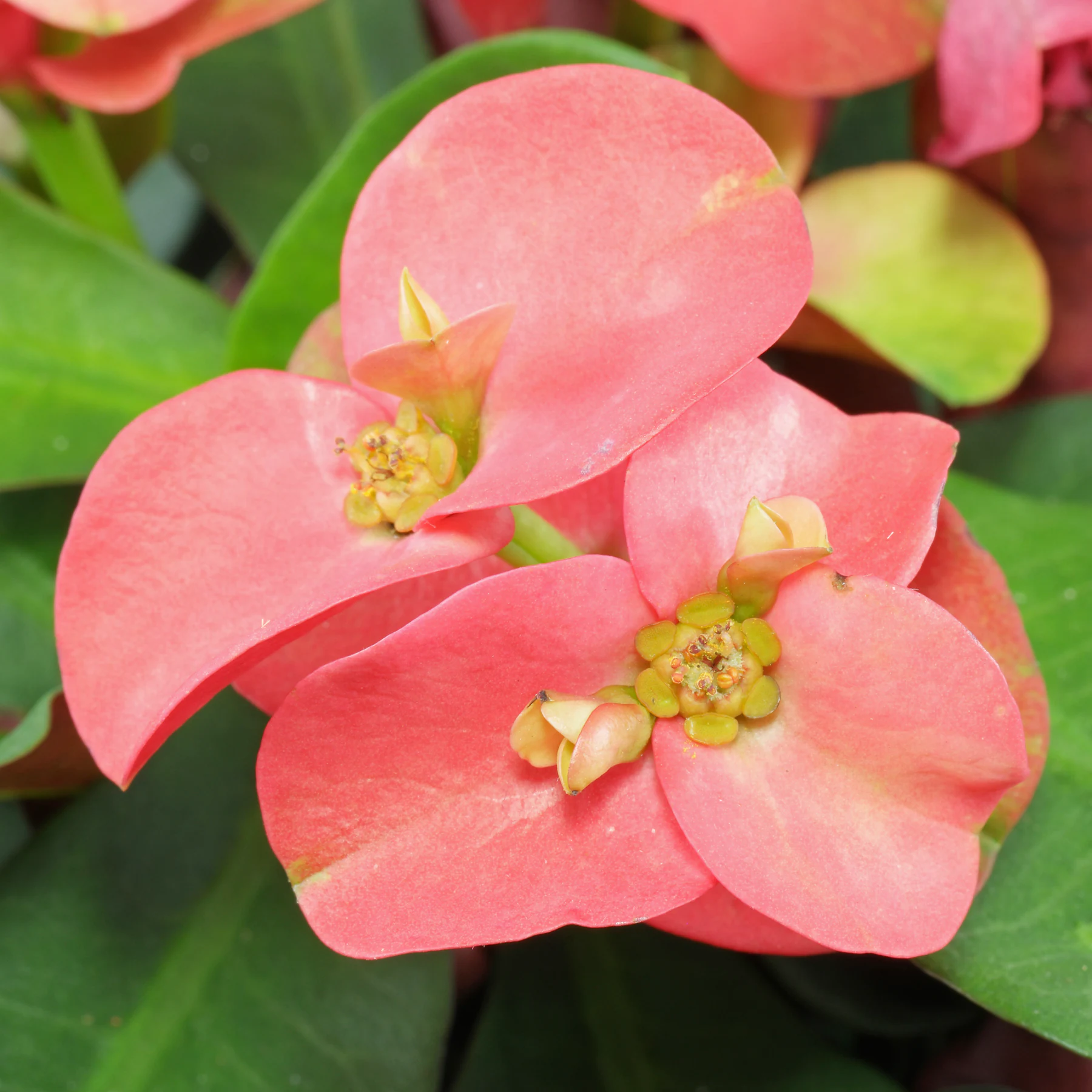 Christusdorn Euphorbia milii