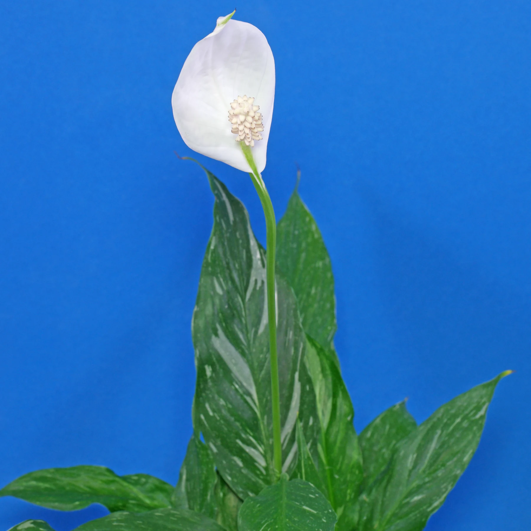 Einblatt Spathiphyllum Diamond