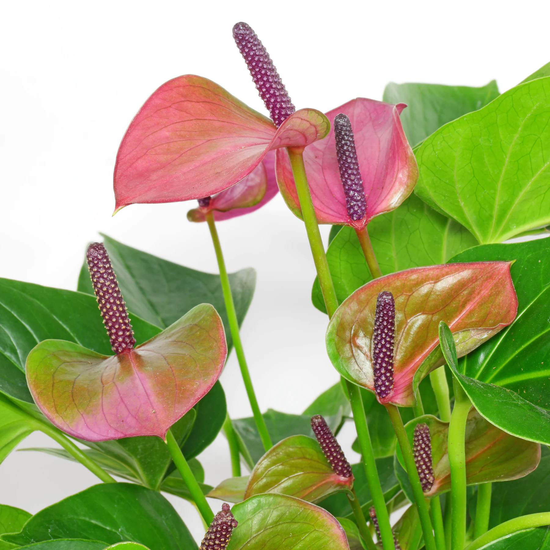 Flamingoblume Anthurium sp