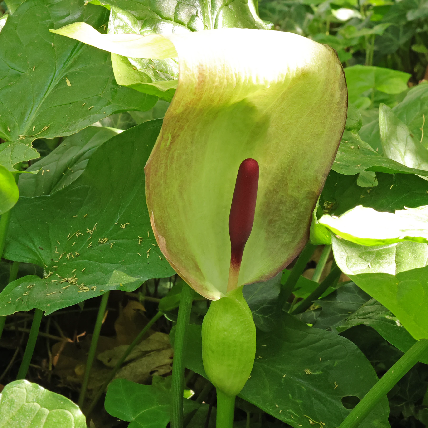 Gefleckter Aronstab Arum maculatum