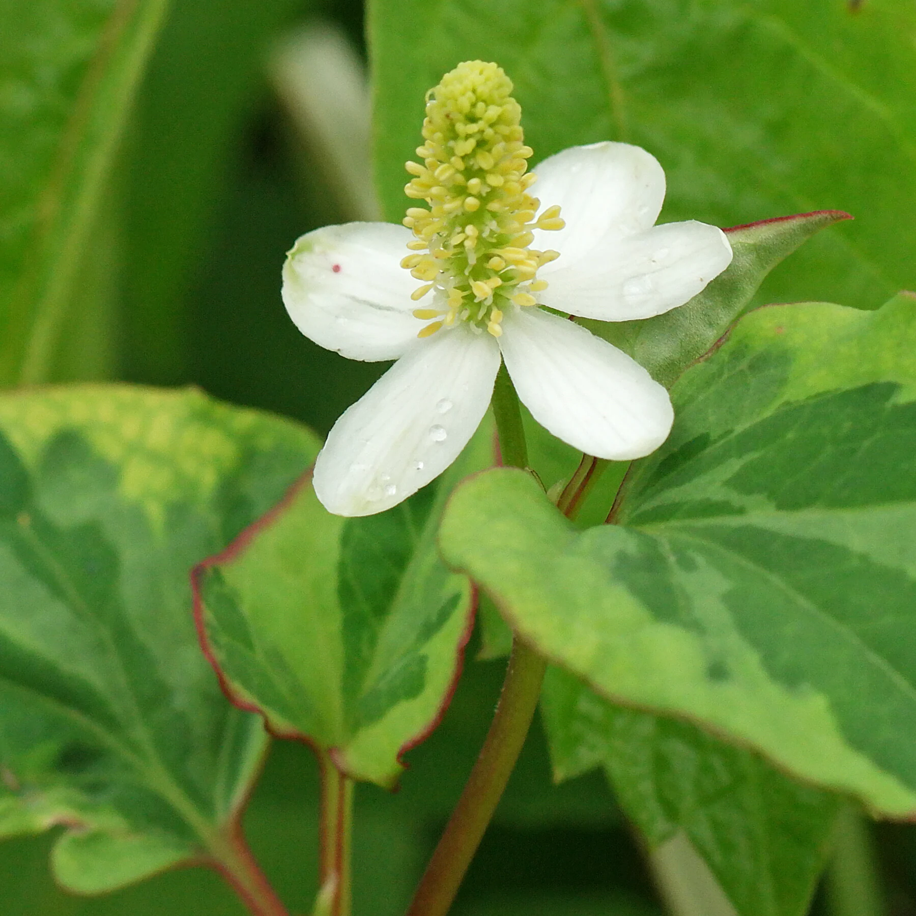 Houttuynia cordata Eidechsenschwanz Hochblätter