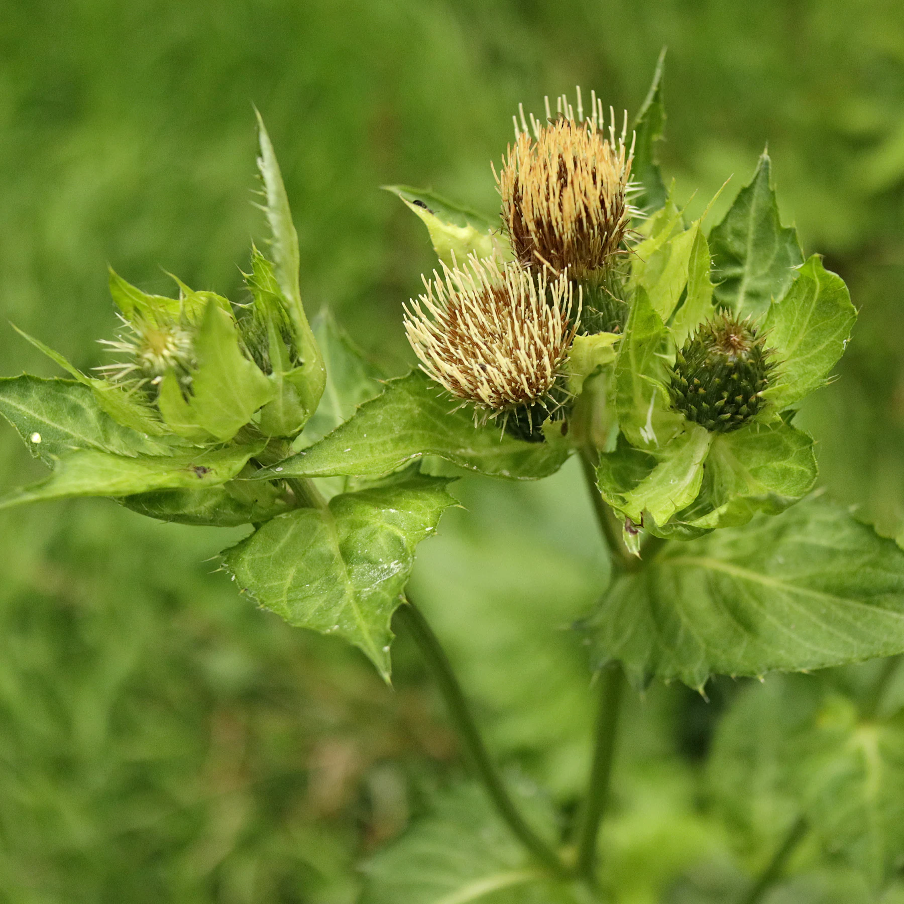 Kohldistel Hochblätter