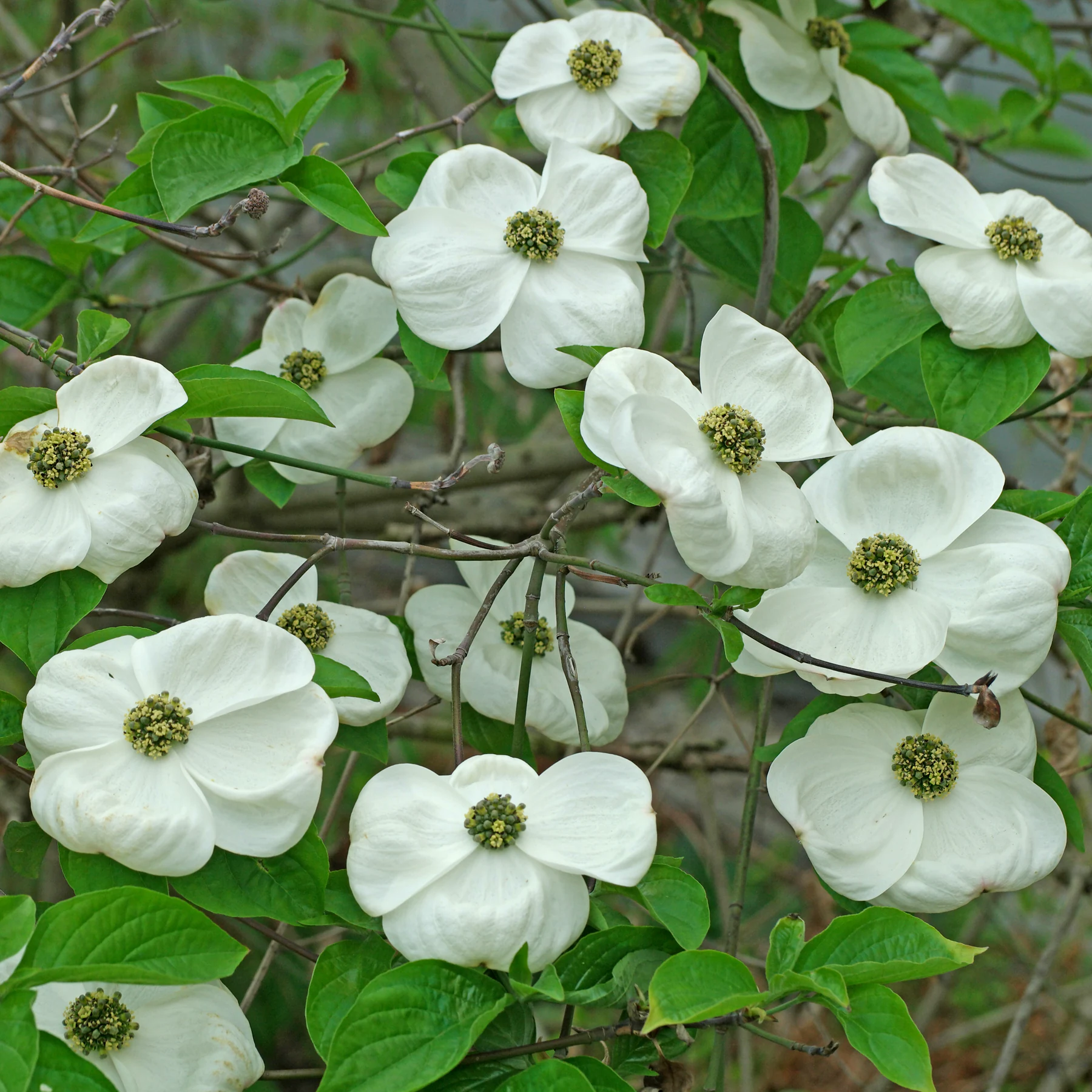 Nuttalls Blüten Hartriegel
