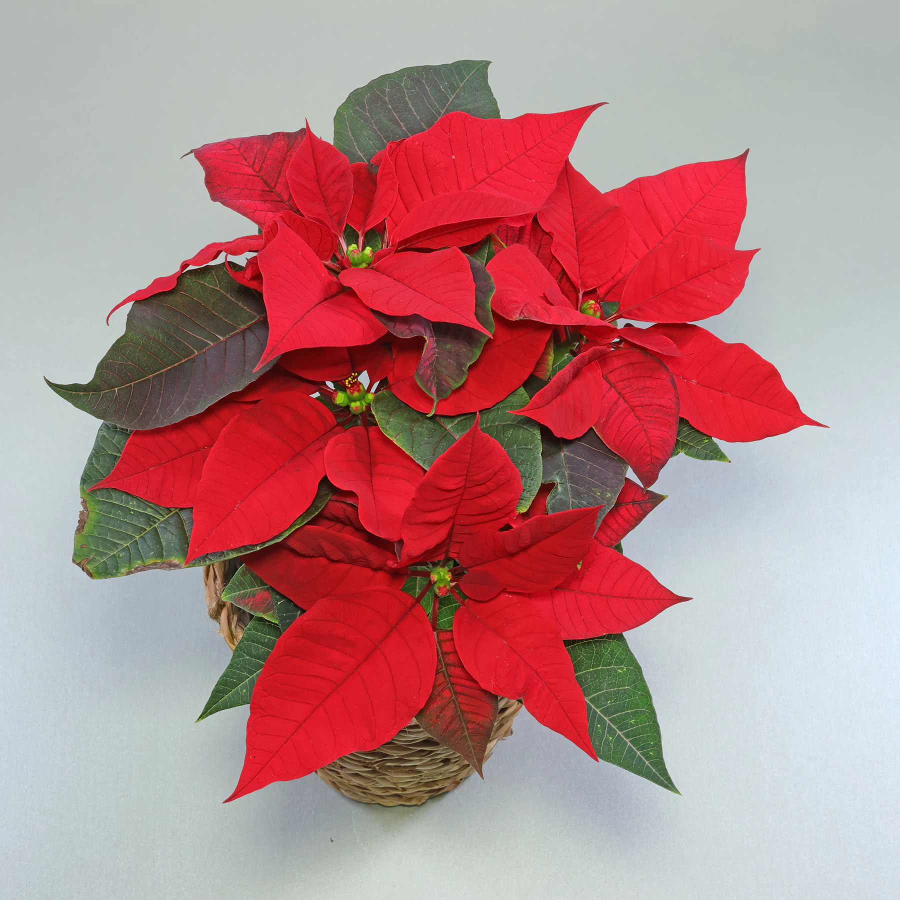 Weihnachtsstern Euphorbia pulcherrima