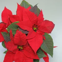 Weihnachtsstern rote Hochblätter