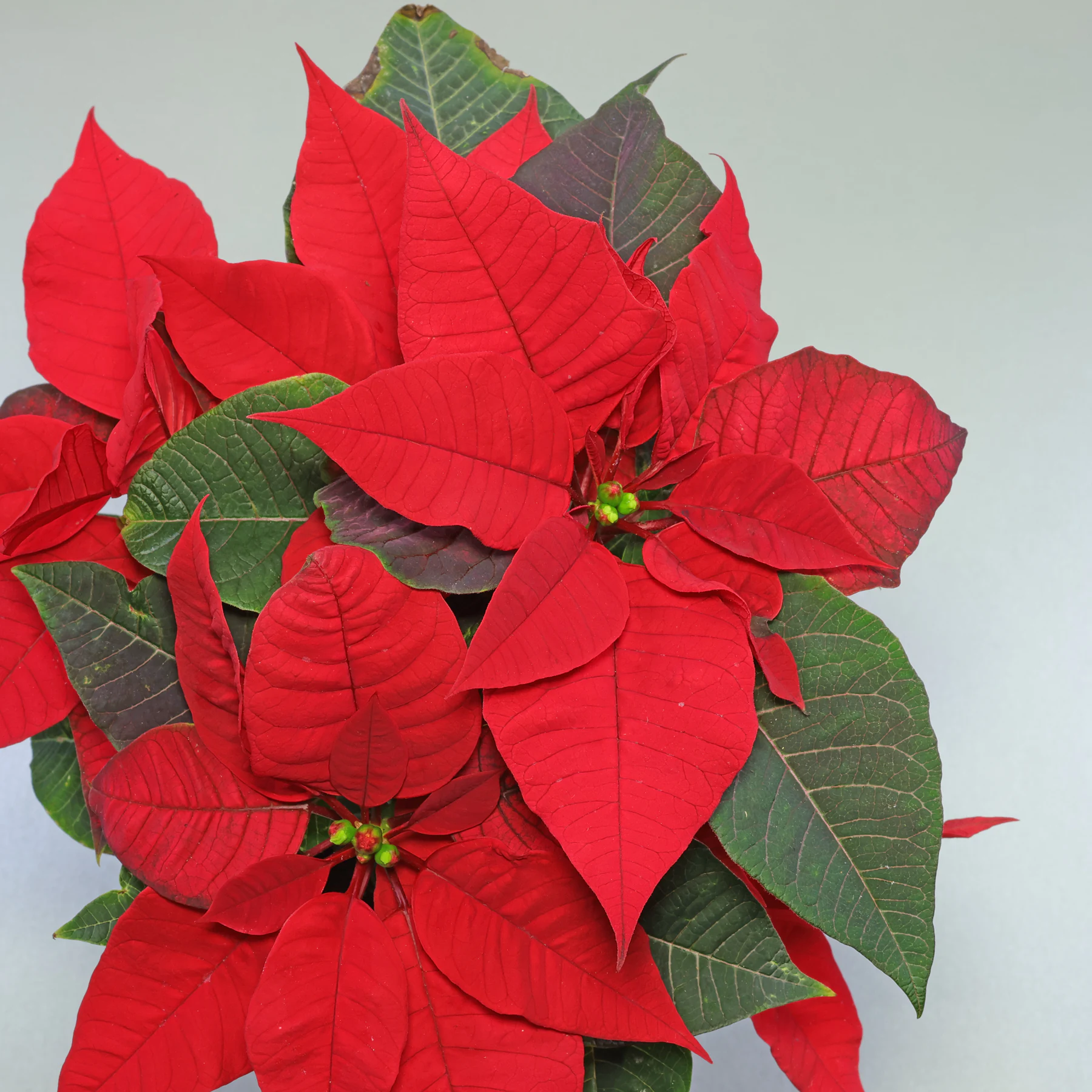 Weihnachtsstern rote Hochblätter