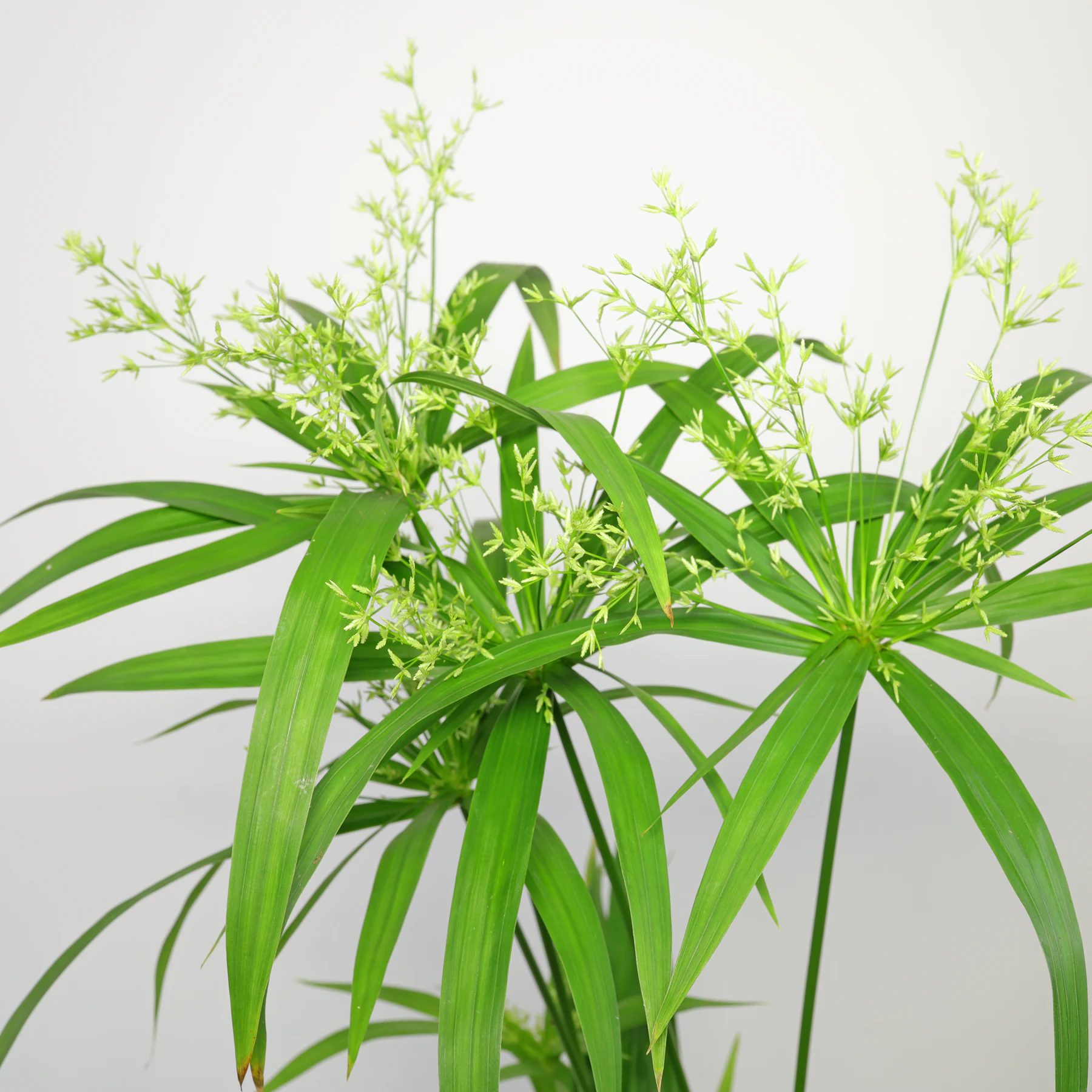 Zypergras Cyperus Hochblätter