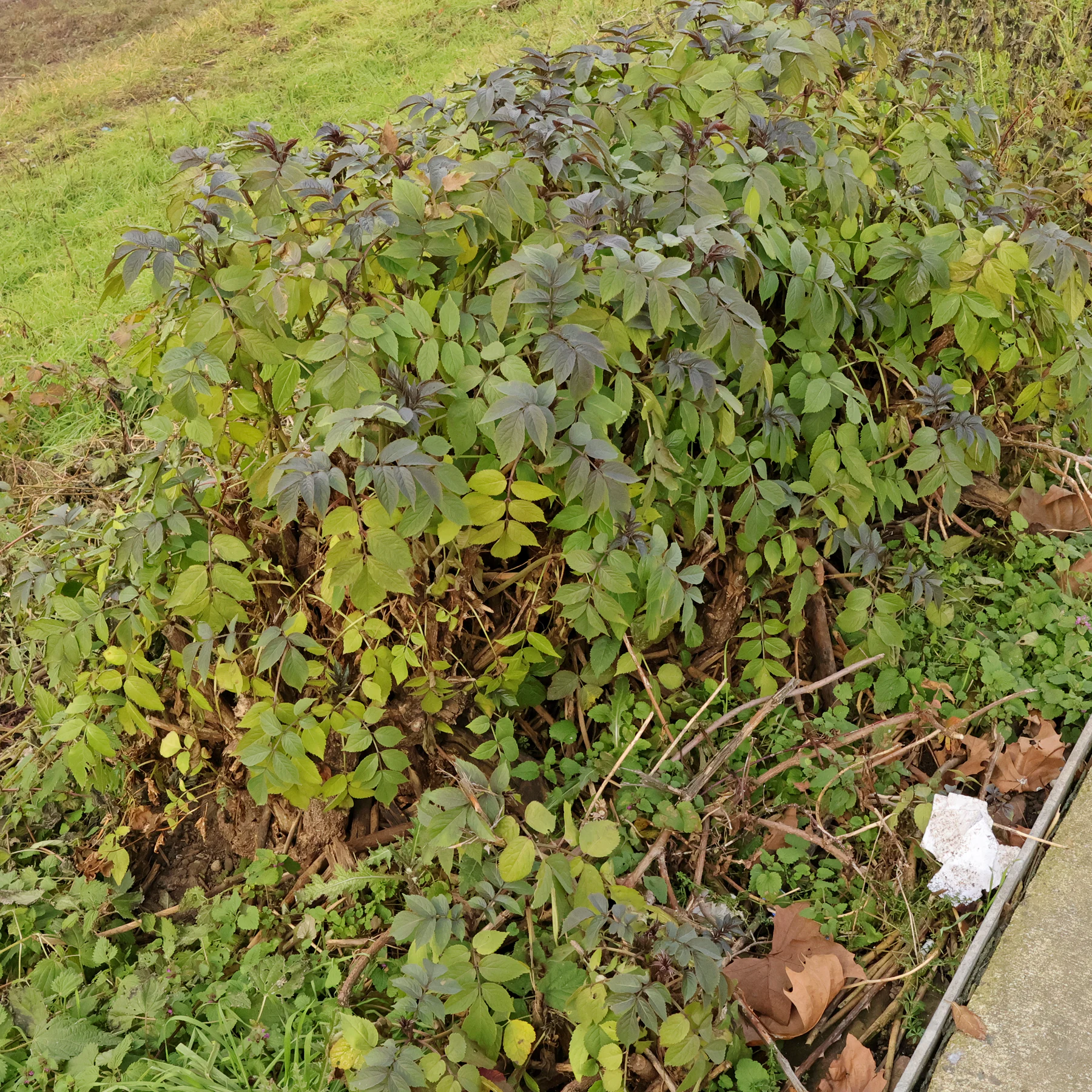 Schwarzer Holunder im Januar