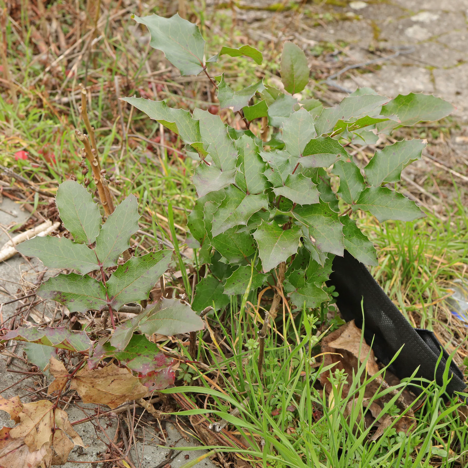 Berberis aquifolium