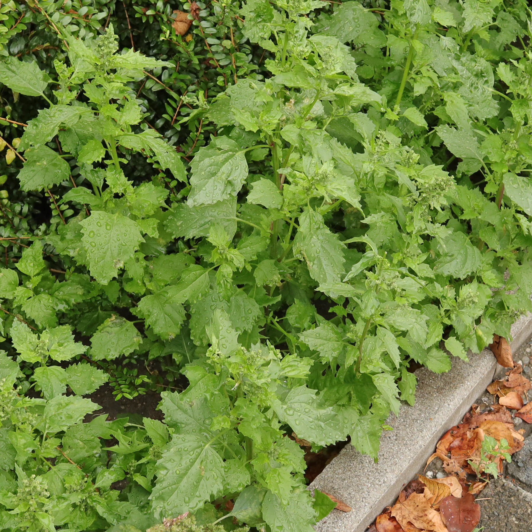 Chenopodiastrum murale Mauer Gänsefuß