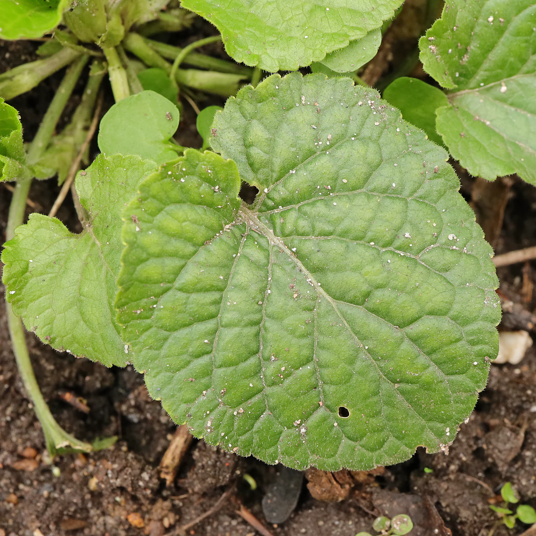 Duftveilchen Blatt
