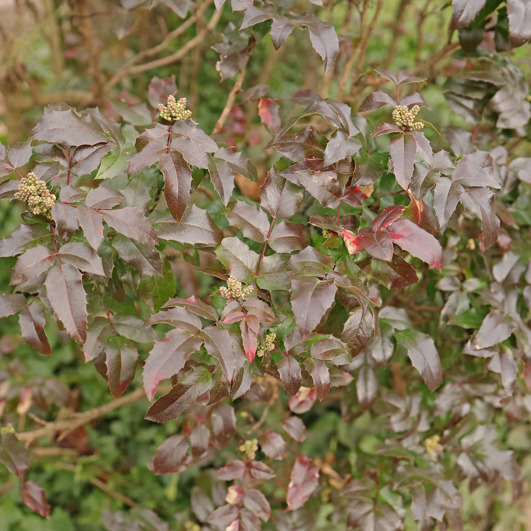 Gewöhnliche Mahonie rote Blätter