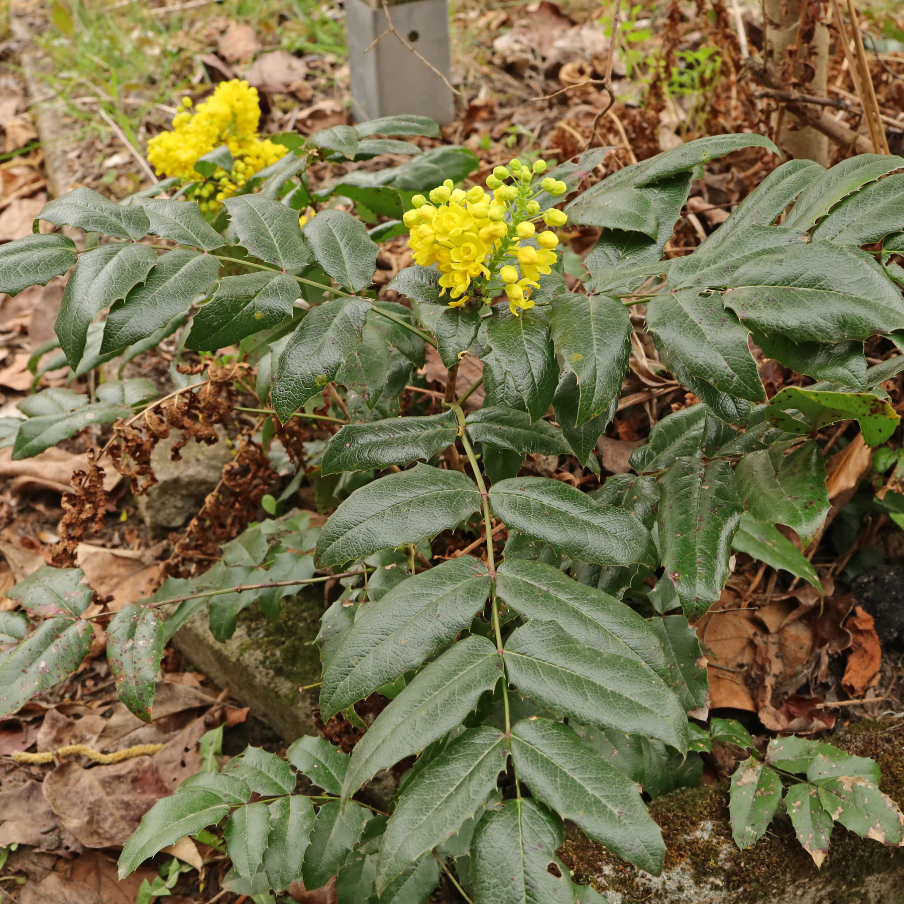 Mahonia aquifolium
