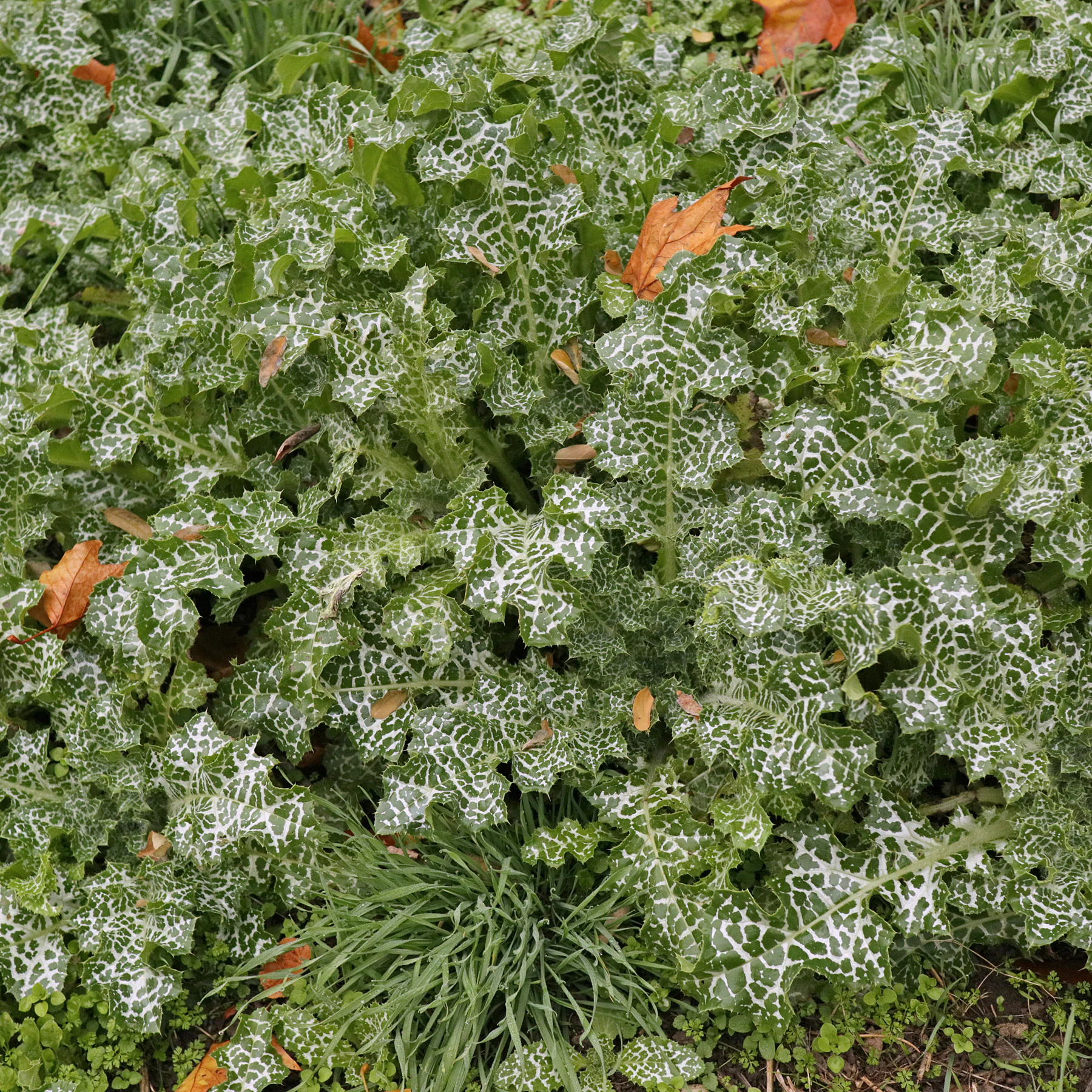 Mariendistel Blätter
