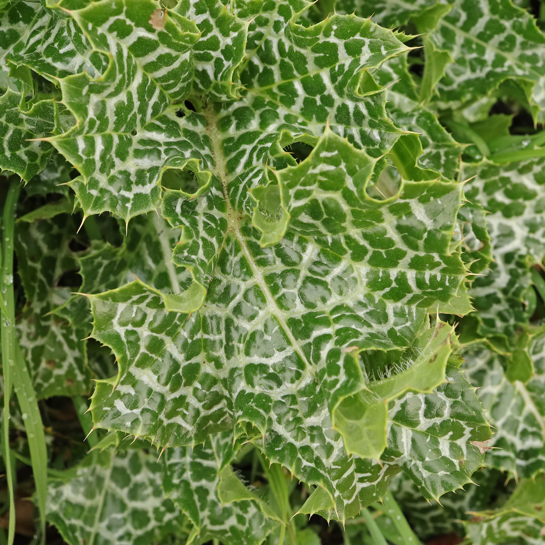 Mariendistel Blatt dornig