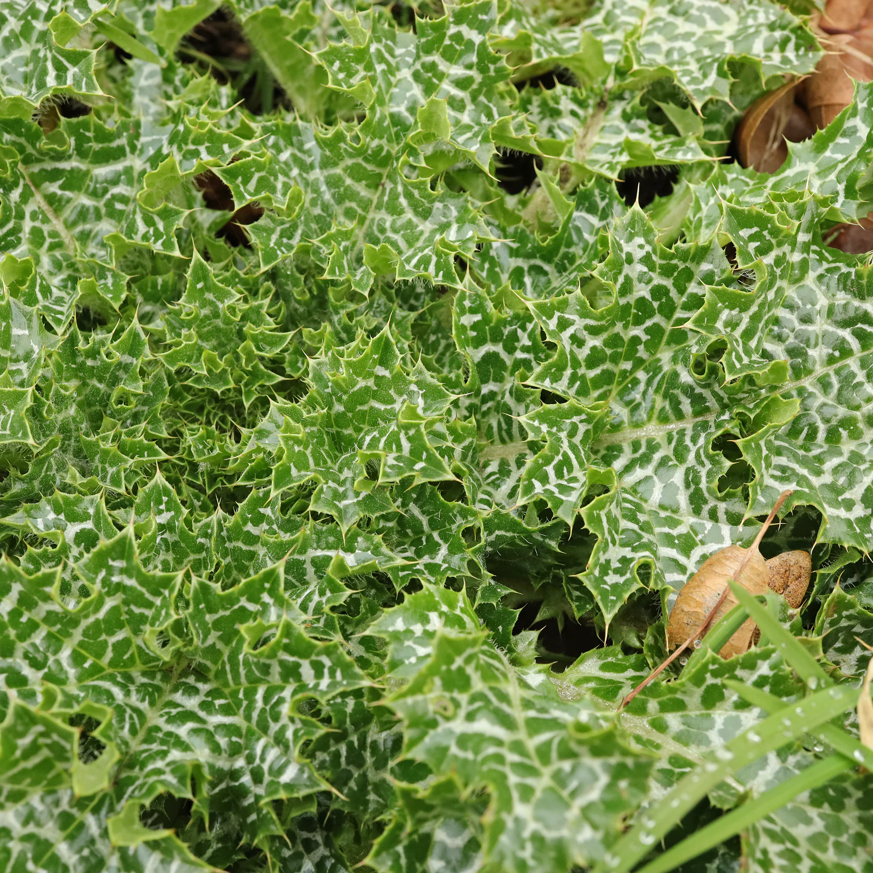 Mariendistel Blattoberseite