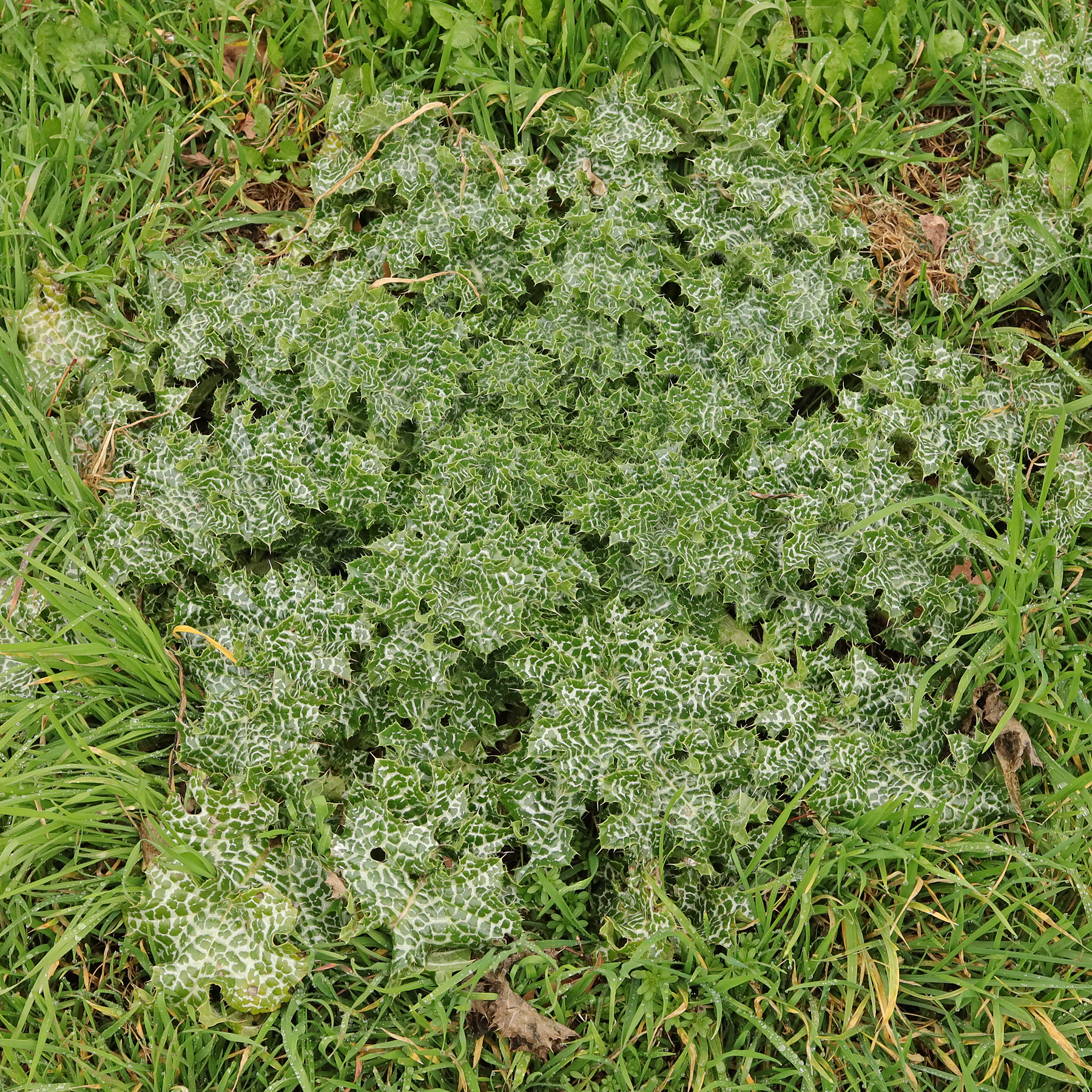 Mariendistel Grundblätter