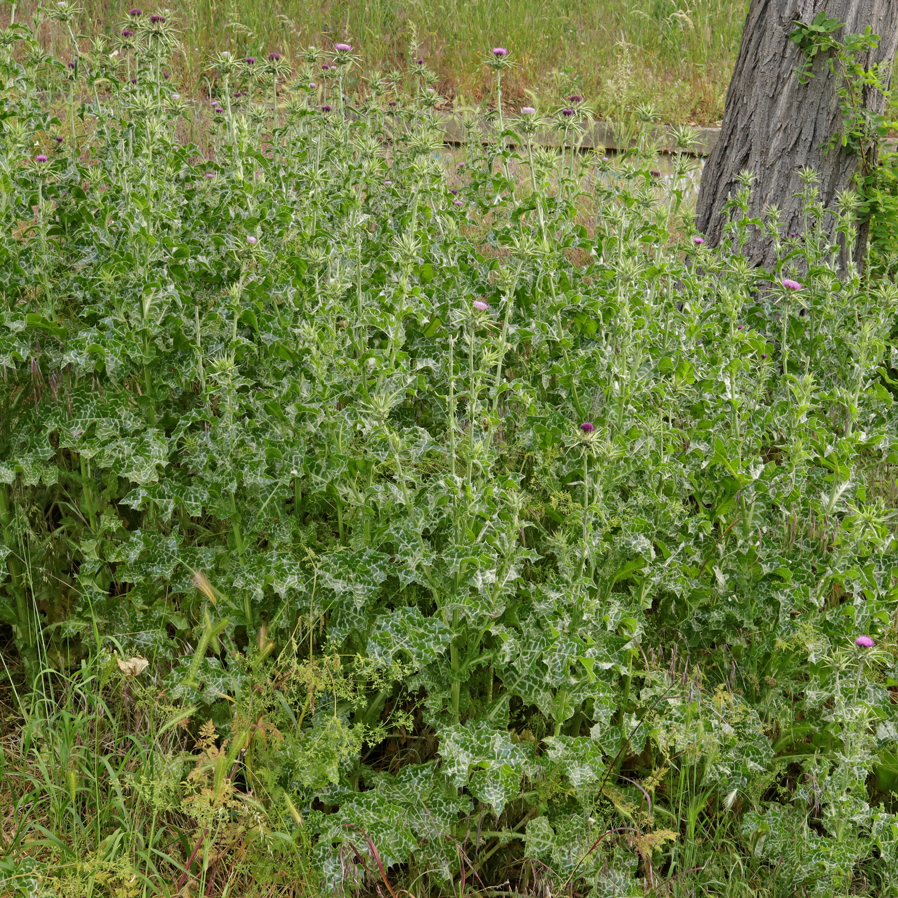 Mariendistel Habitus blühend