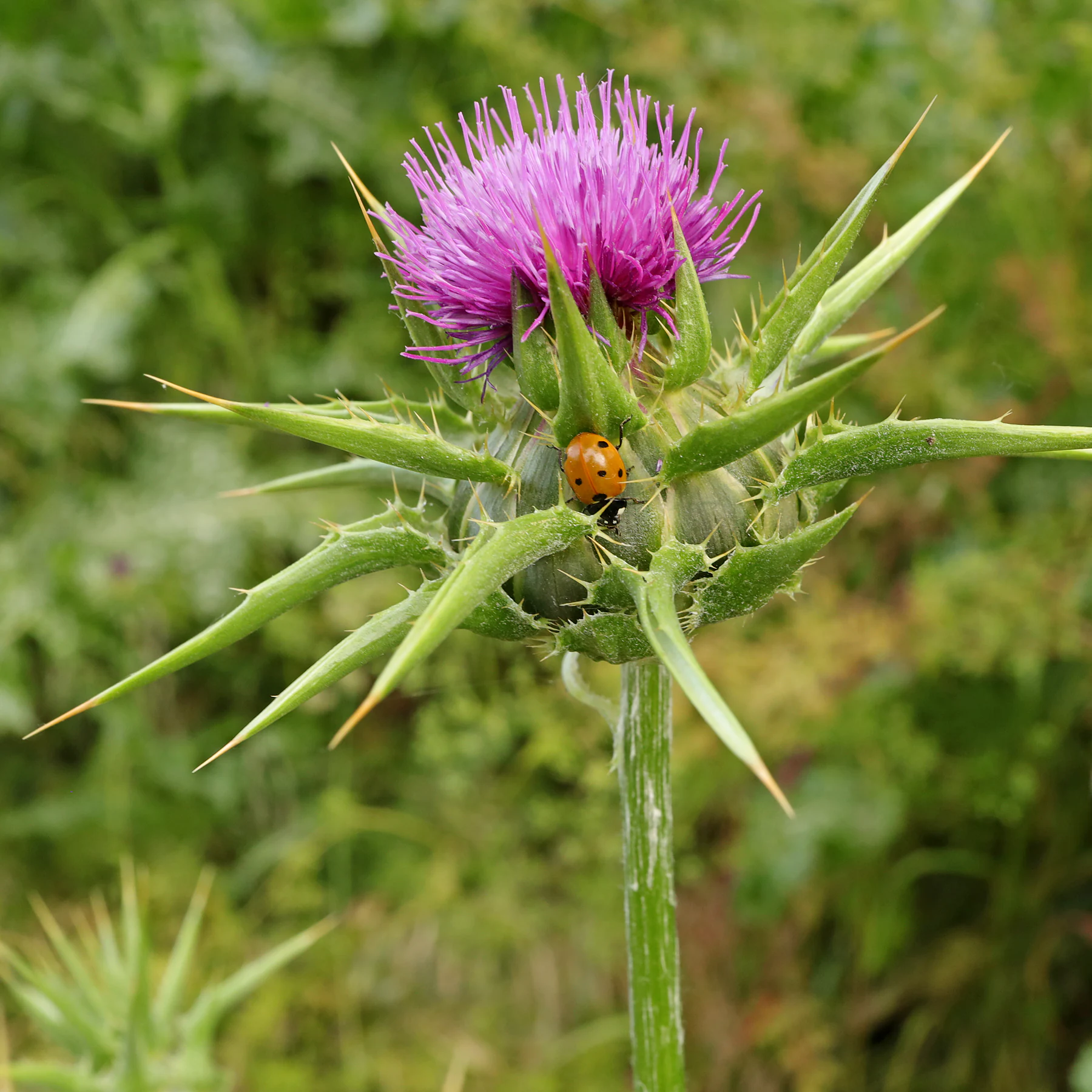 Mariendistel Hüllblätter
