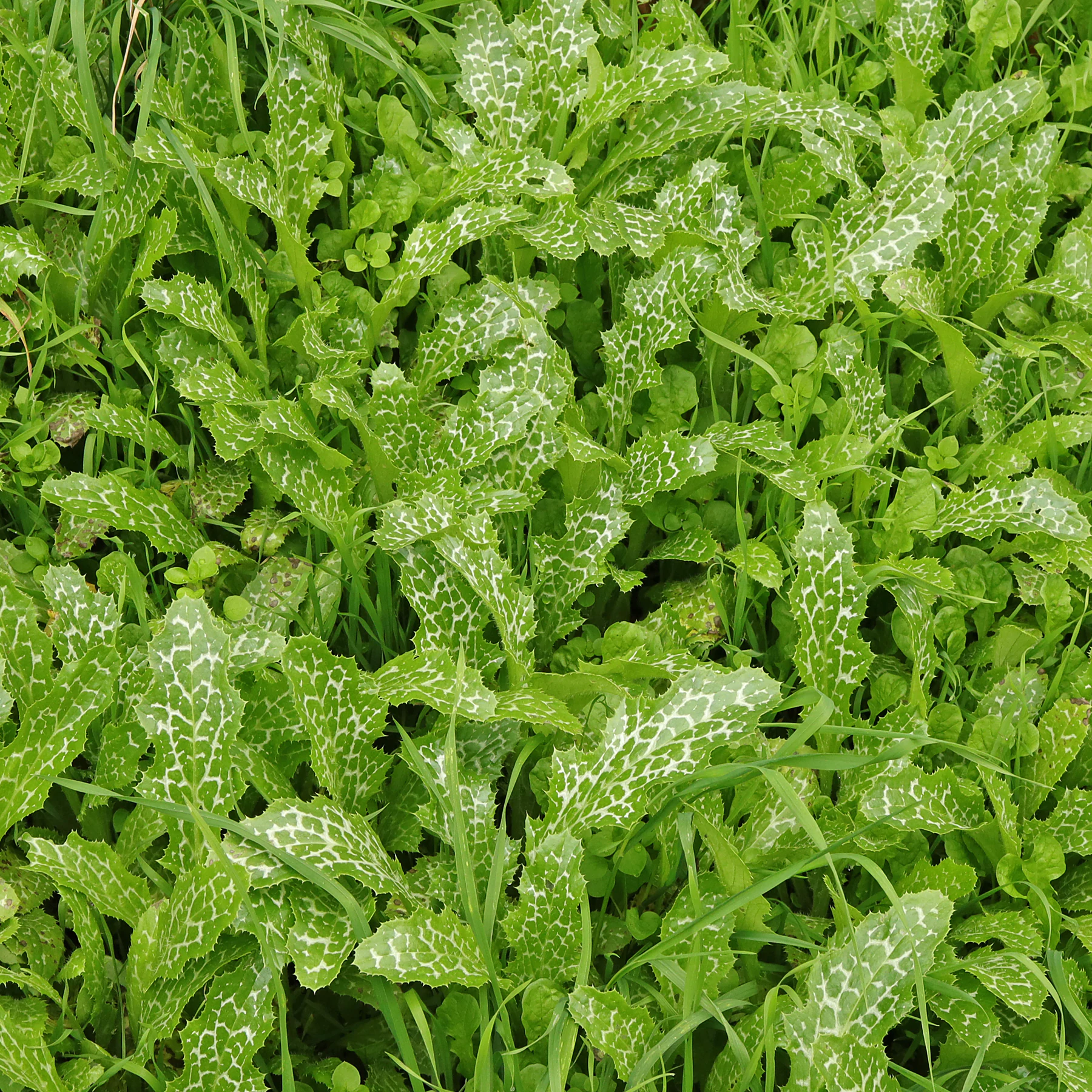 Mariendistel Jungpflanzen Grundblätter