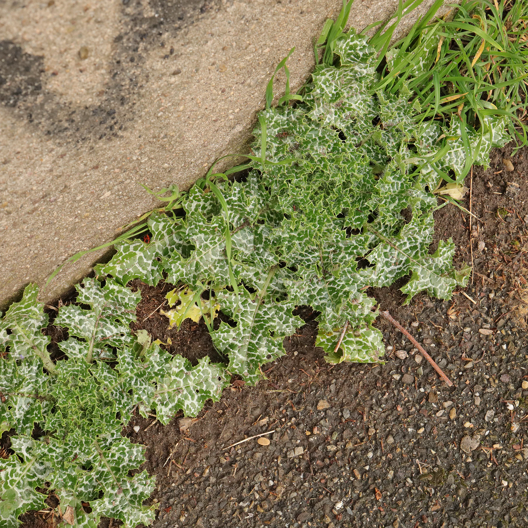 Mariendistel am Wegrand