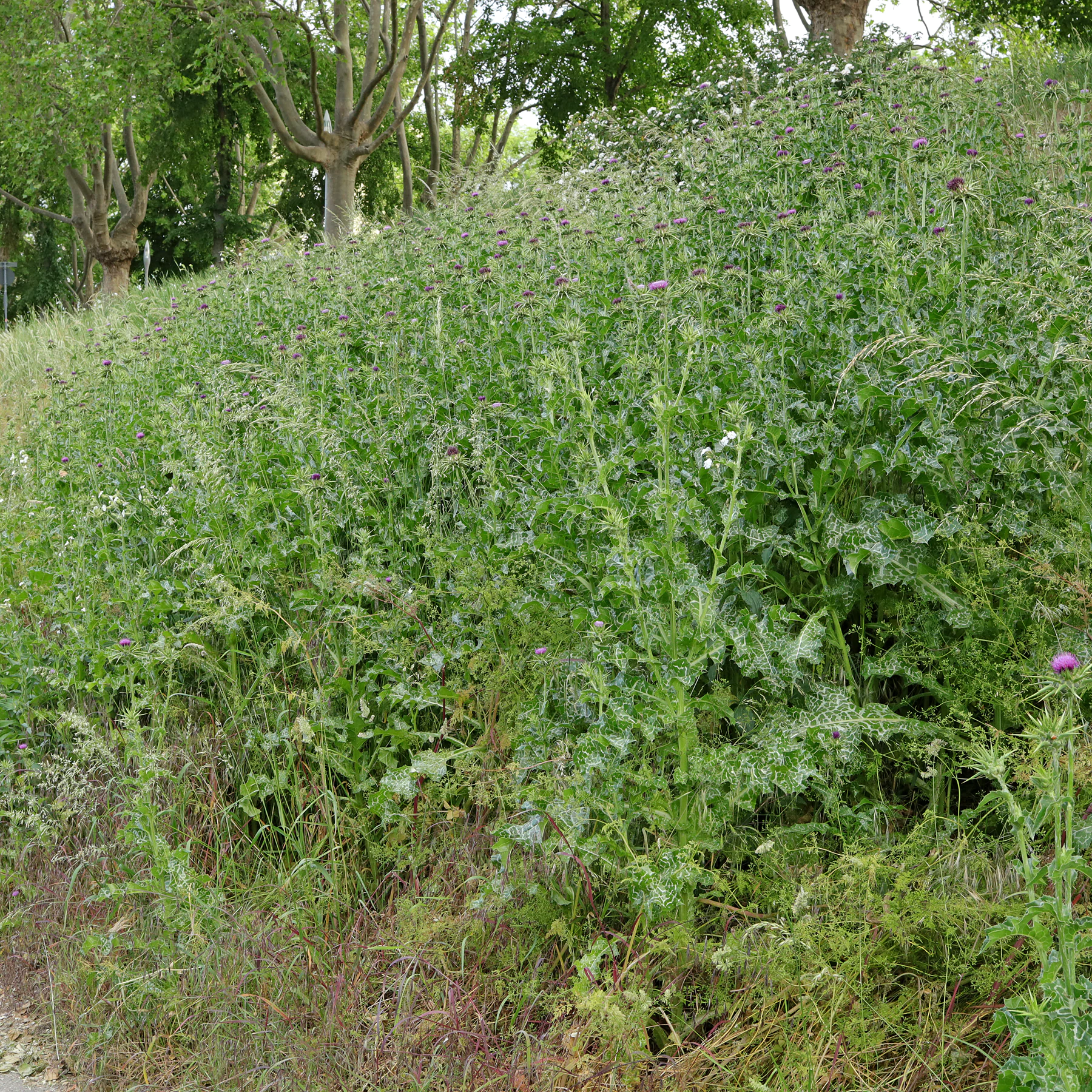 Mariendistel auf Damm