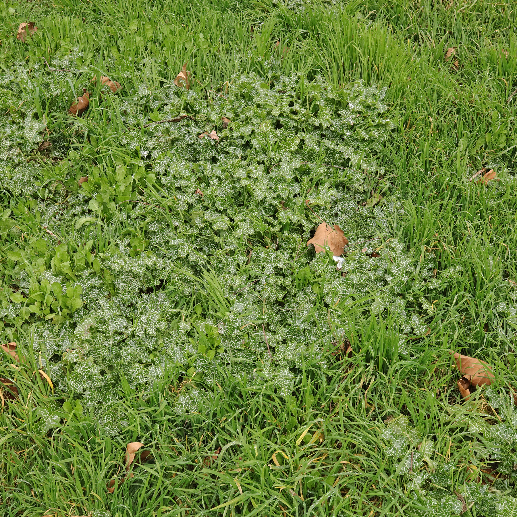 Mariendistel in Wiese