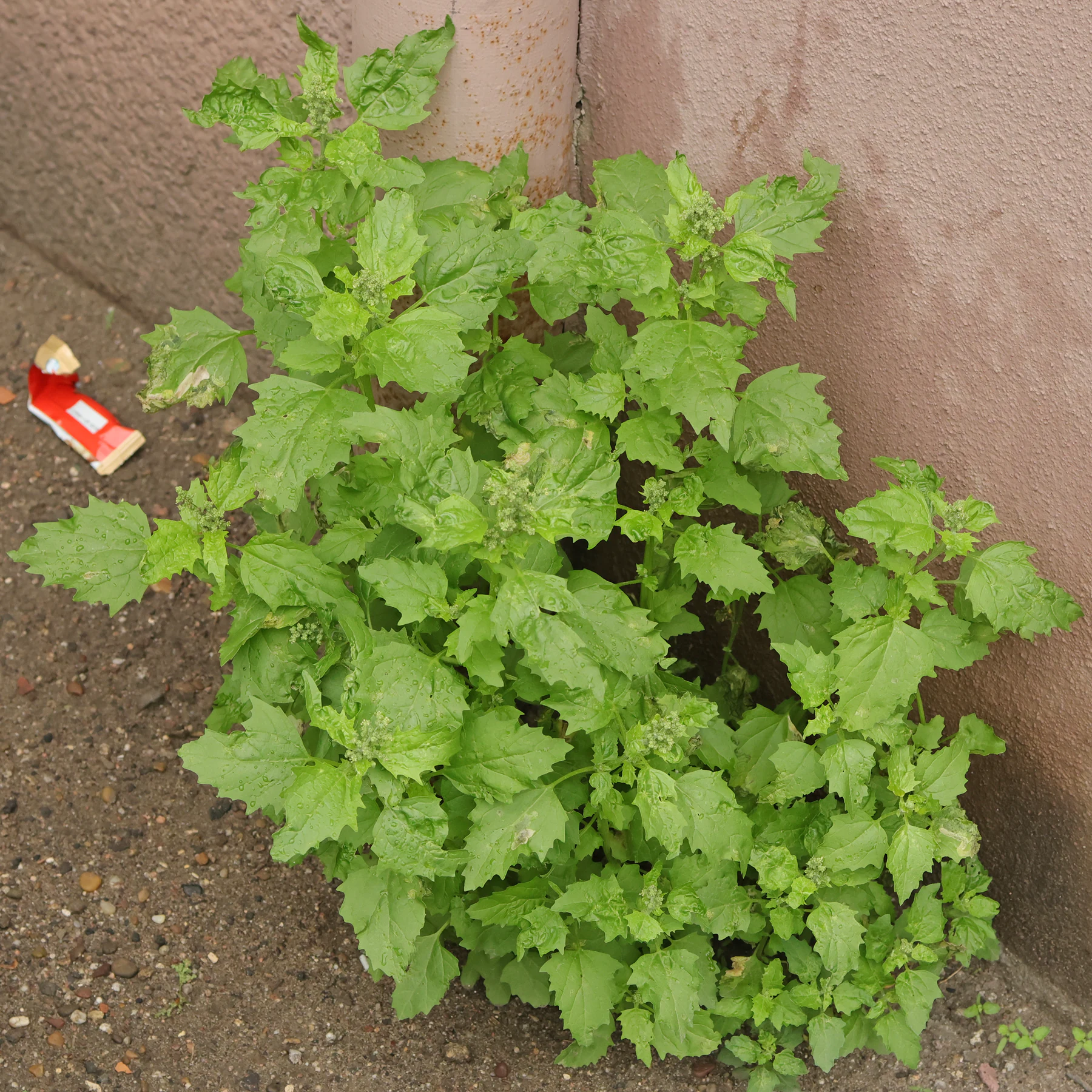 Mauer Gänsefuß Habitus