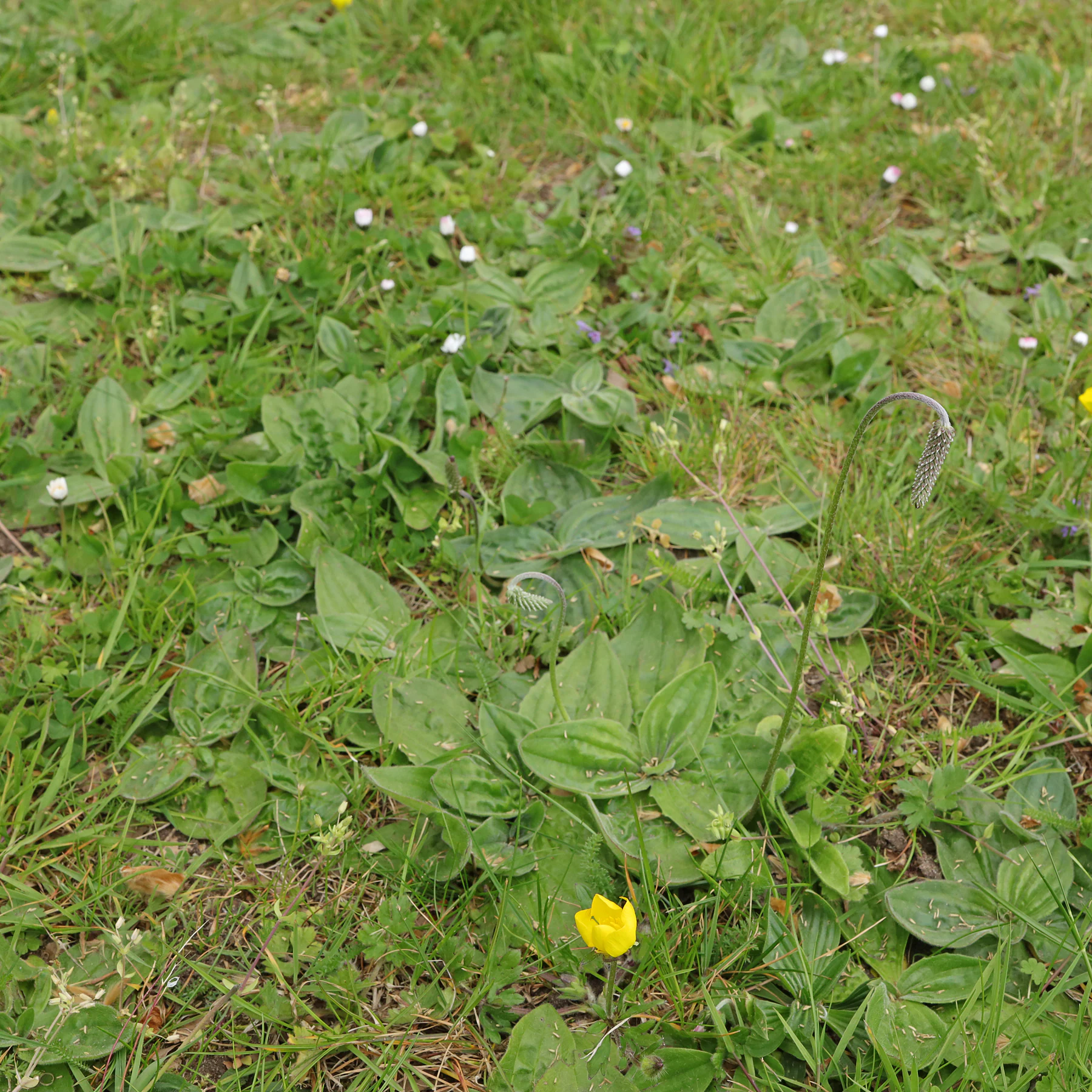 Mittlerer Wegerich in Wiese