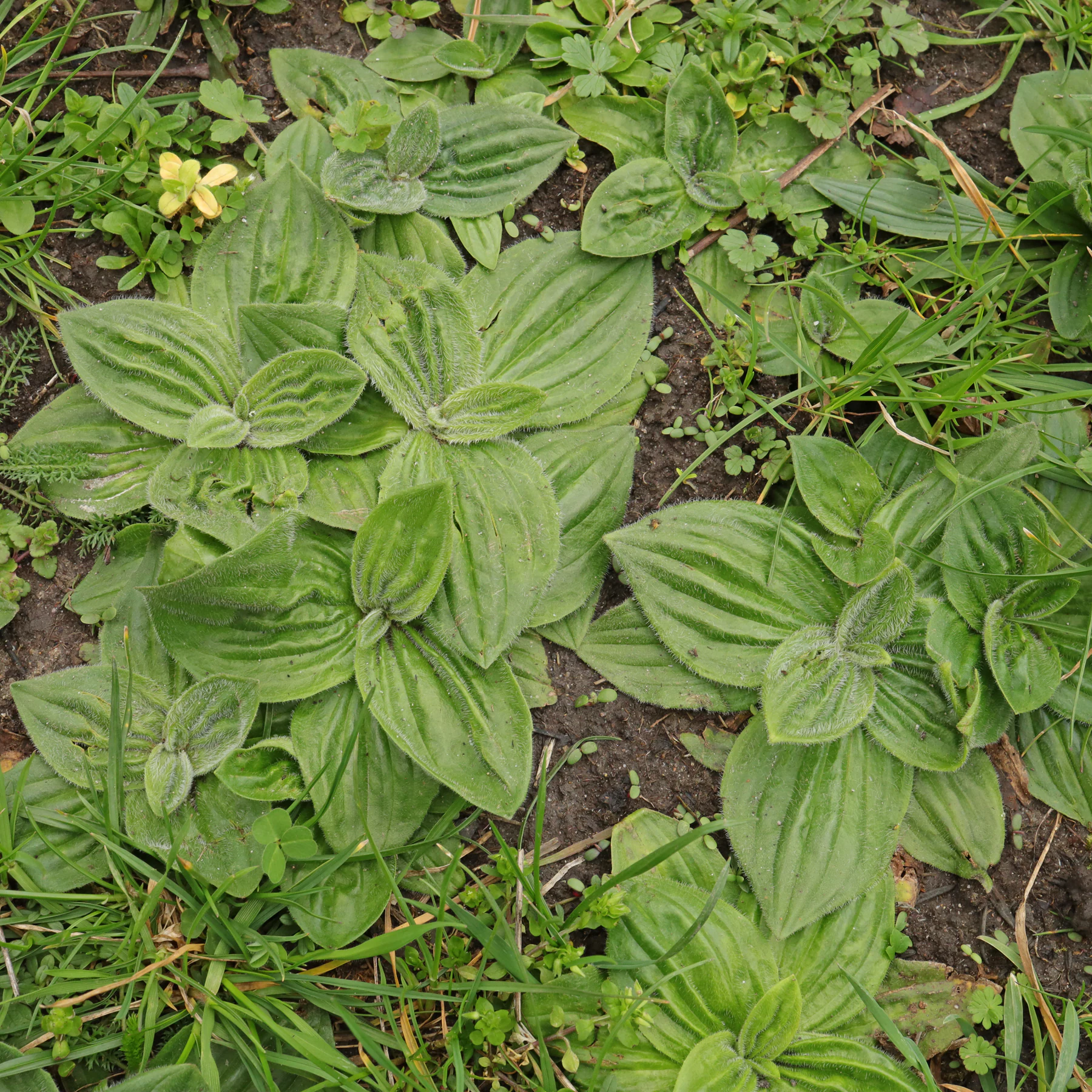 Plantago media Blätter