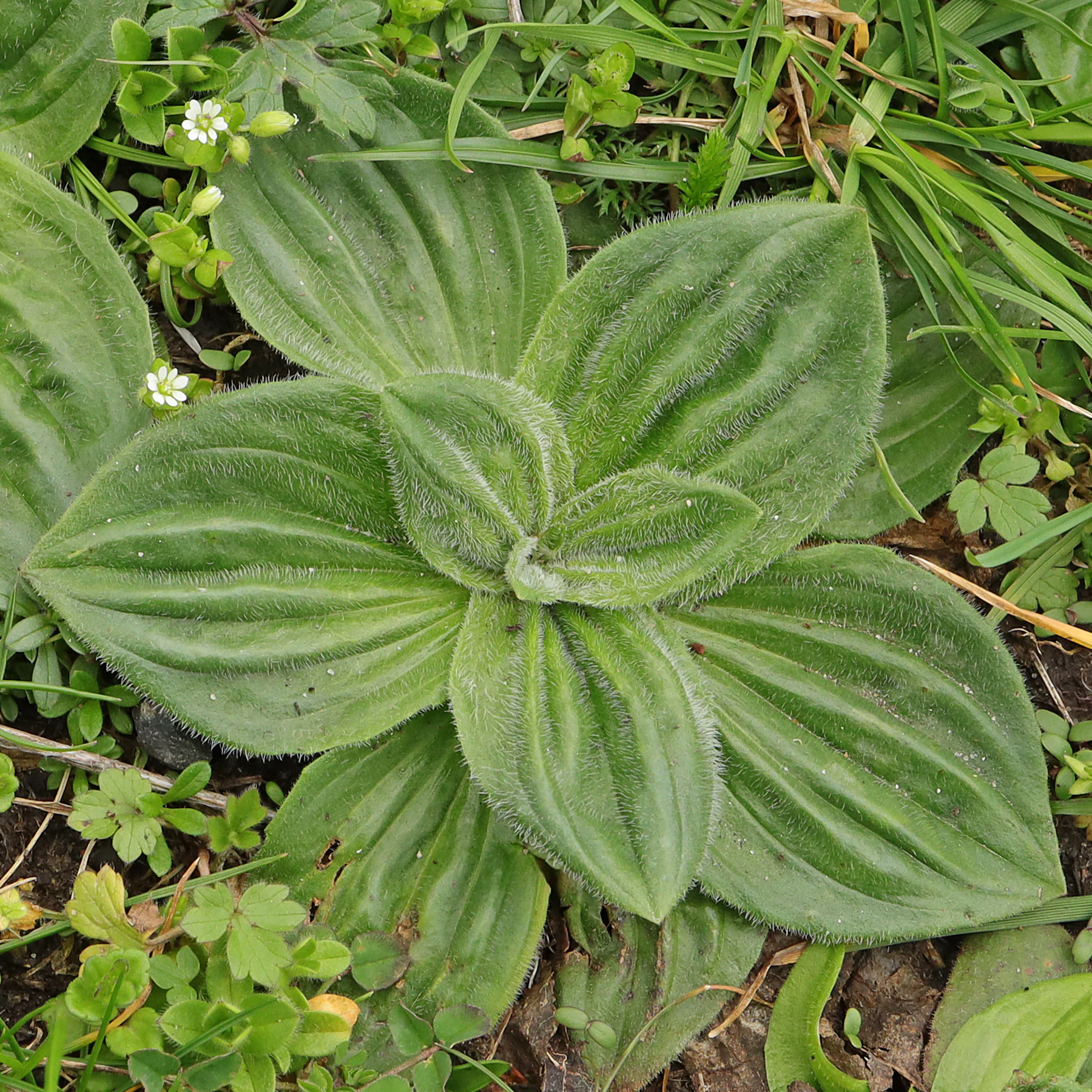 Plantago media Blattrosette