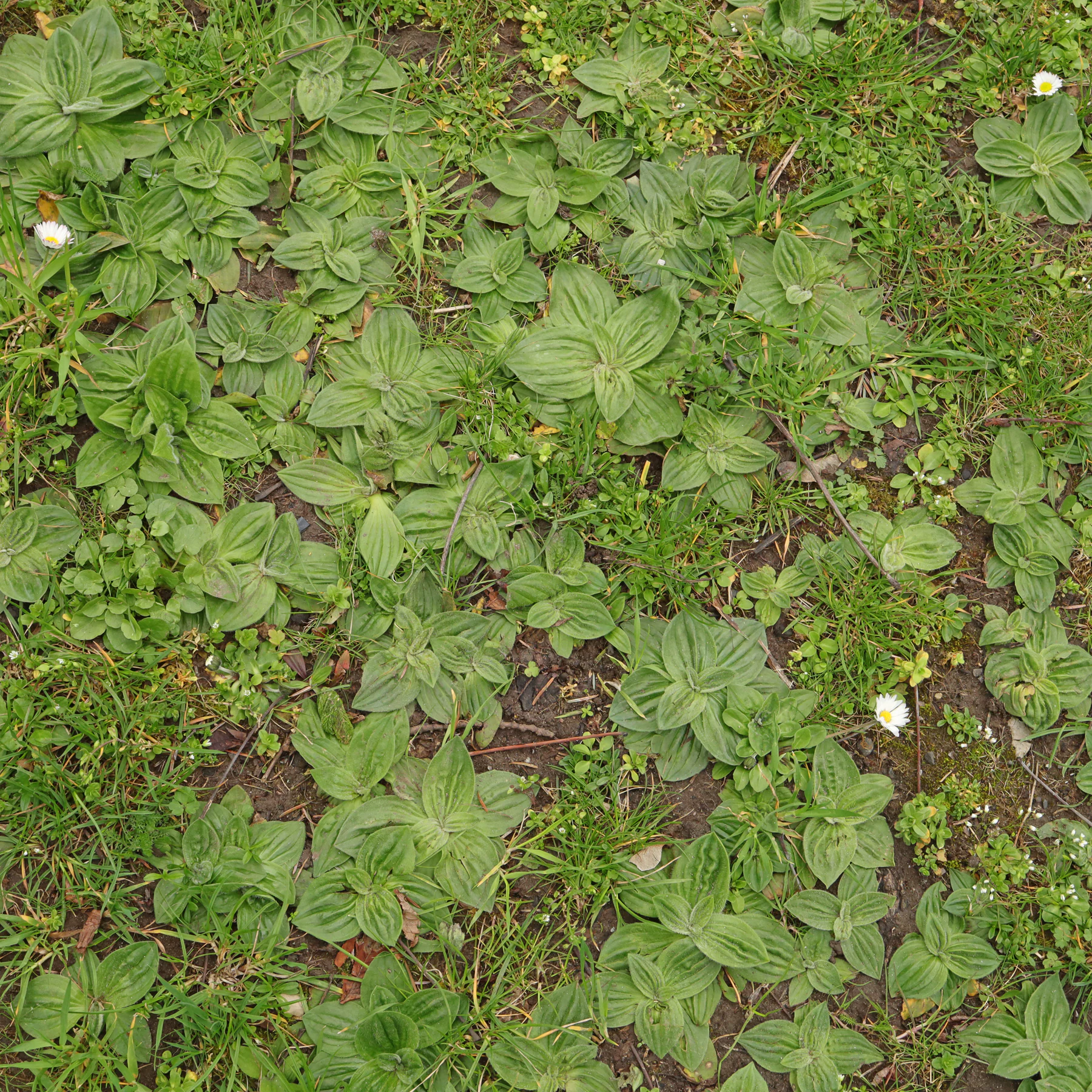 Plantago media in Trockenrasen