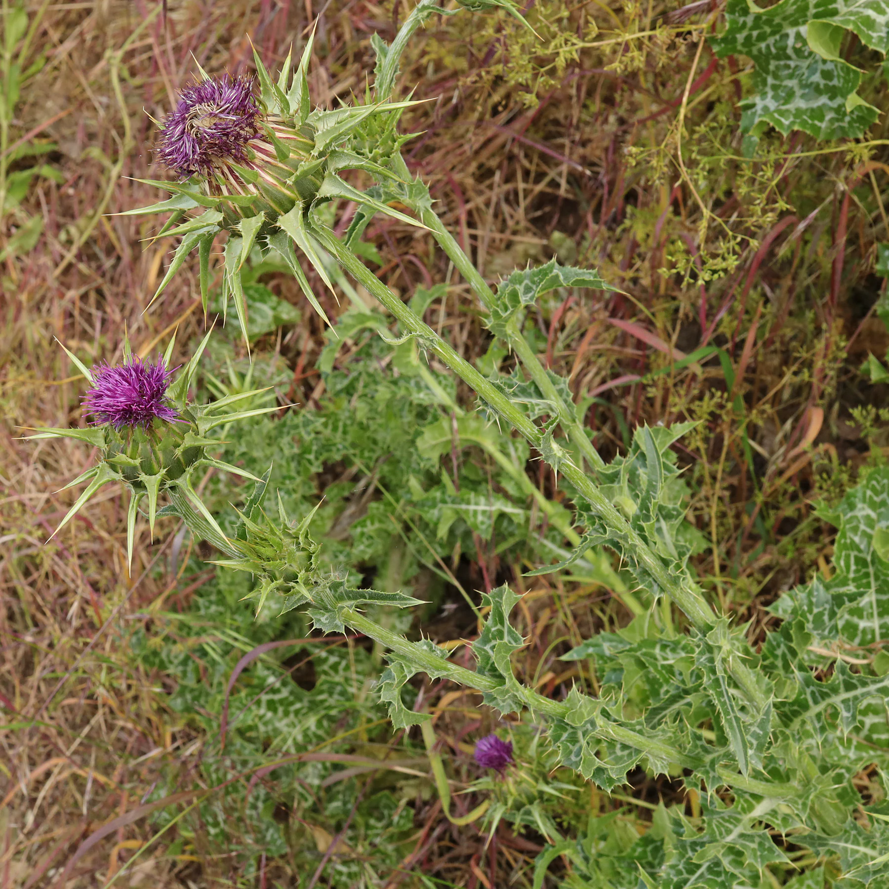Silybum marianum