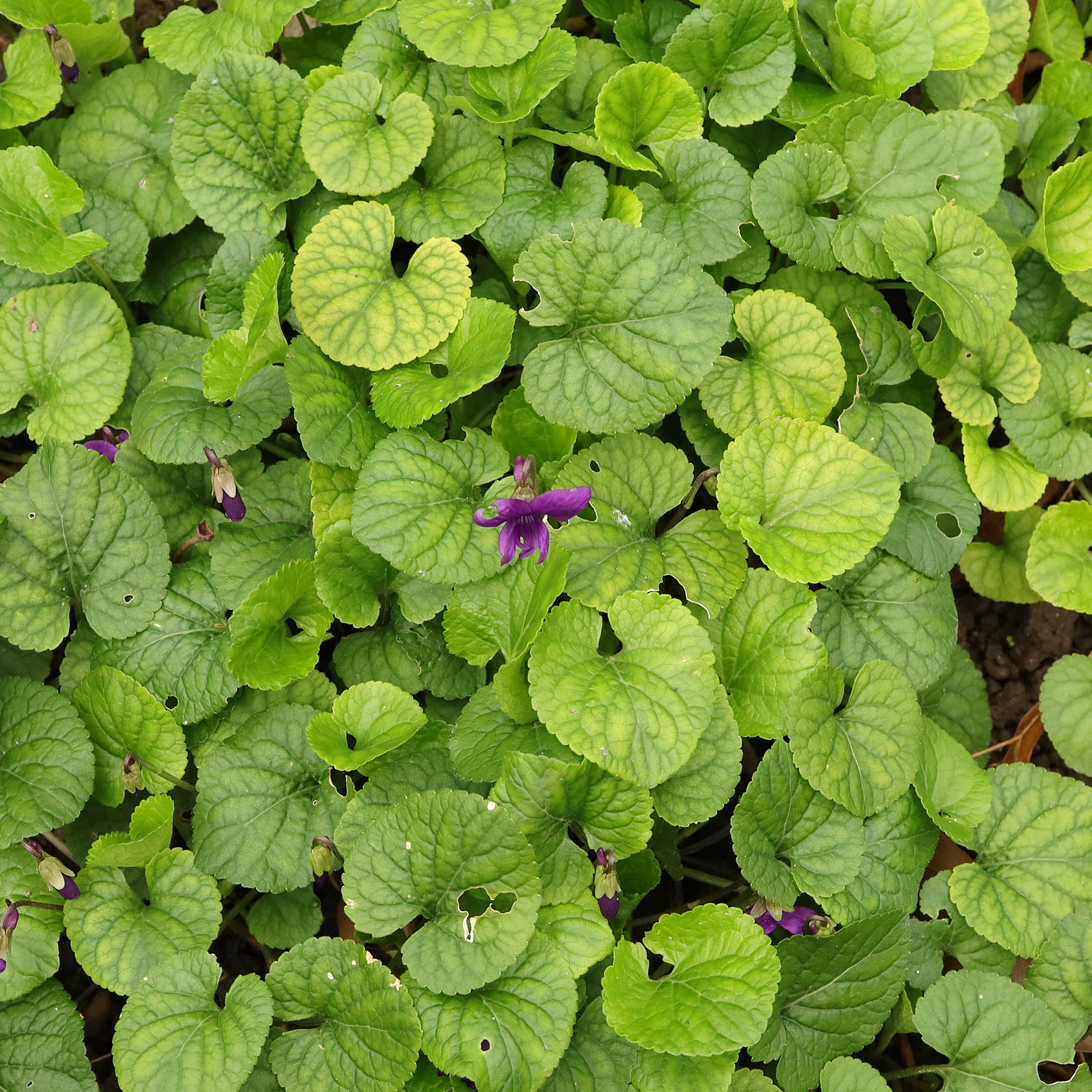 Viola odorata Blätter