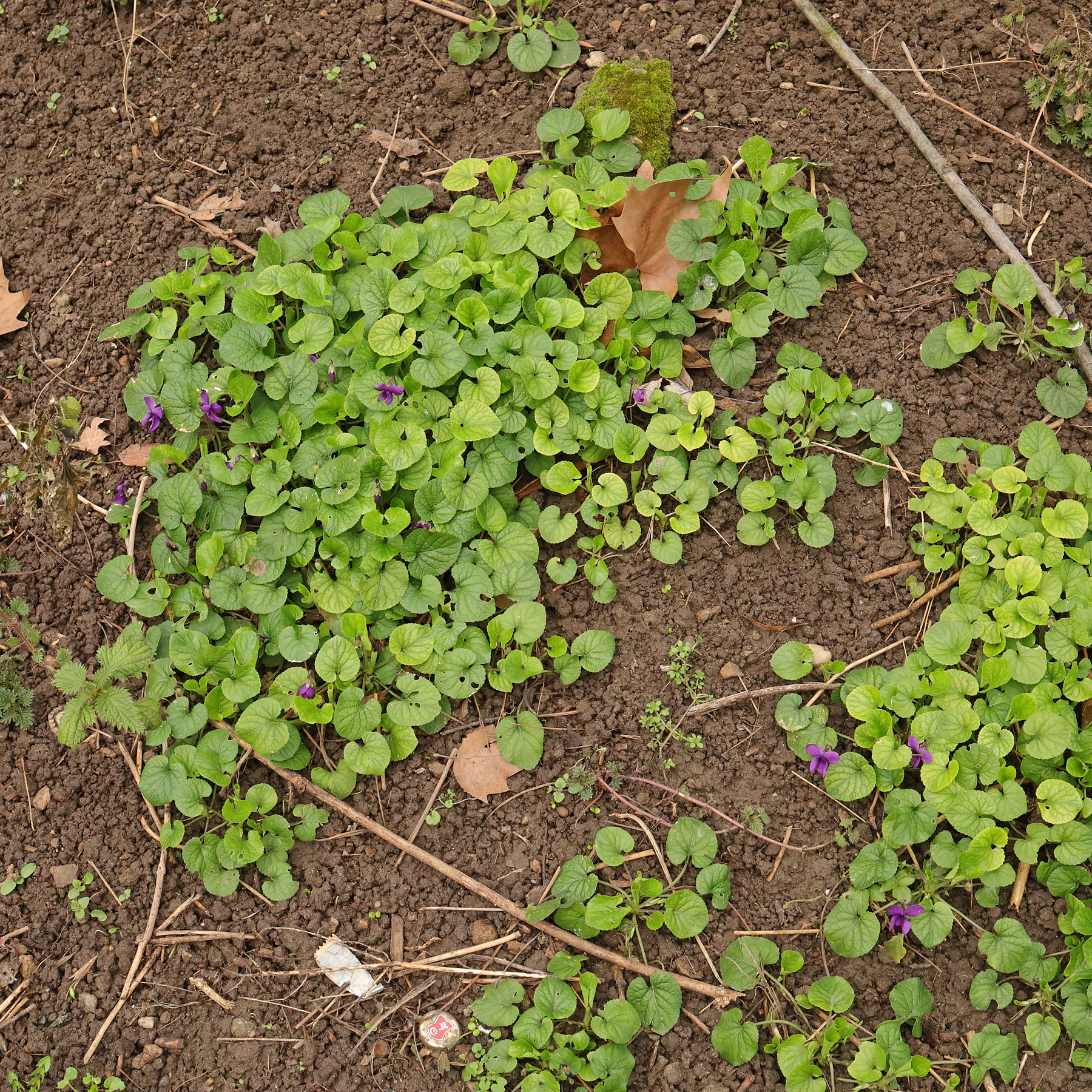Viola odorata