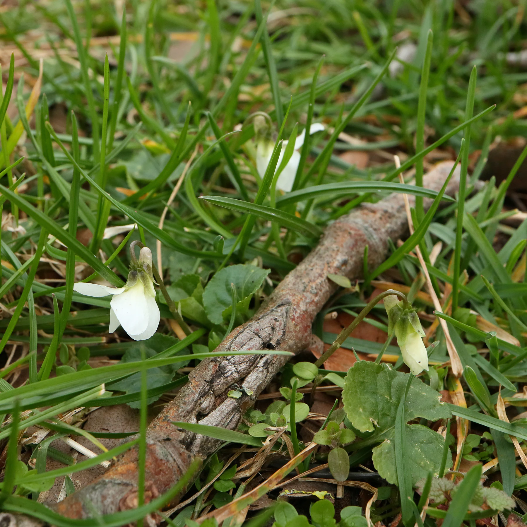 Weißes Duftveilchen