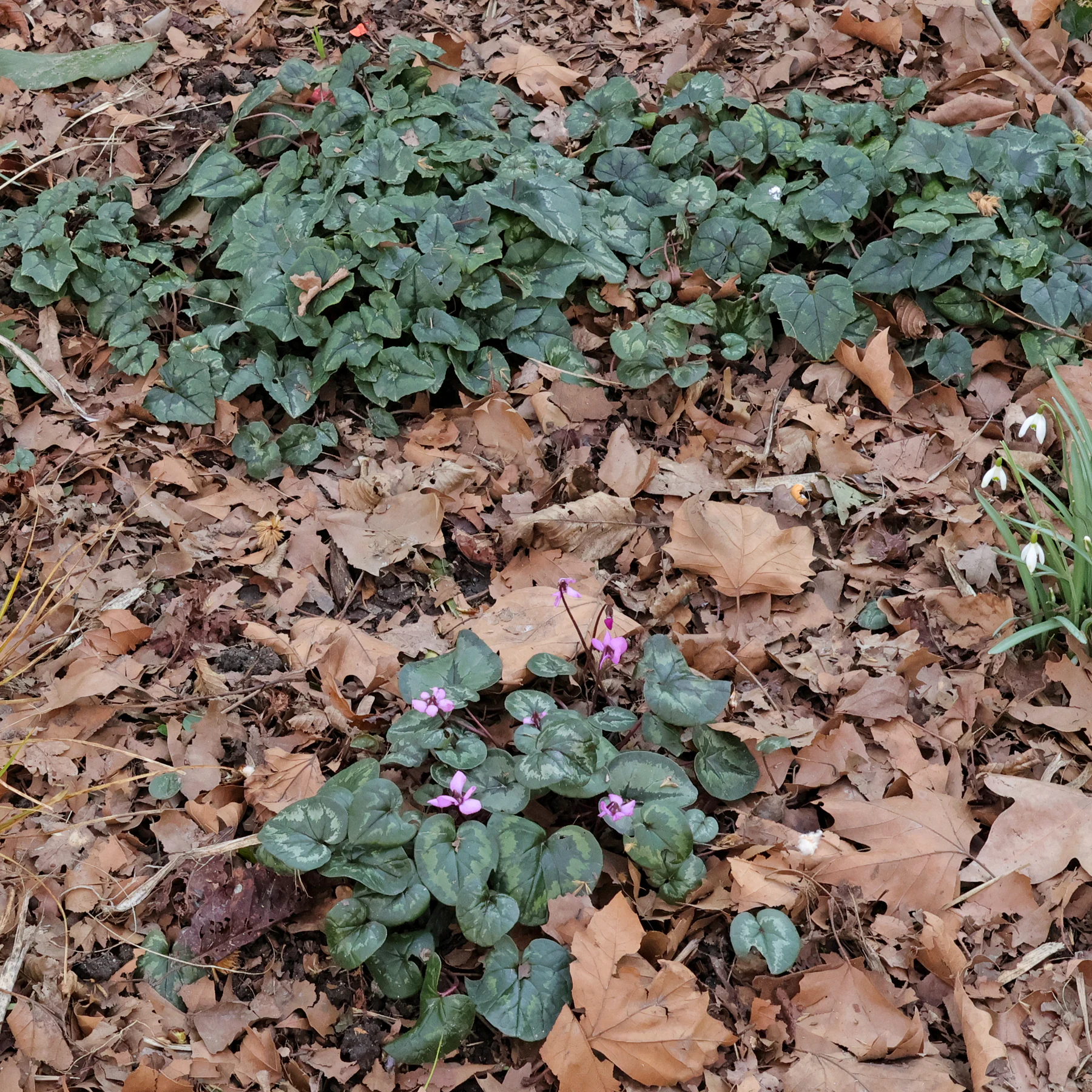 Alpenveilchen in Park