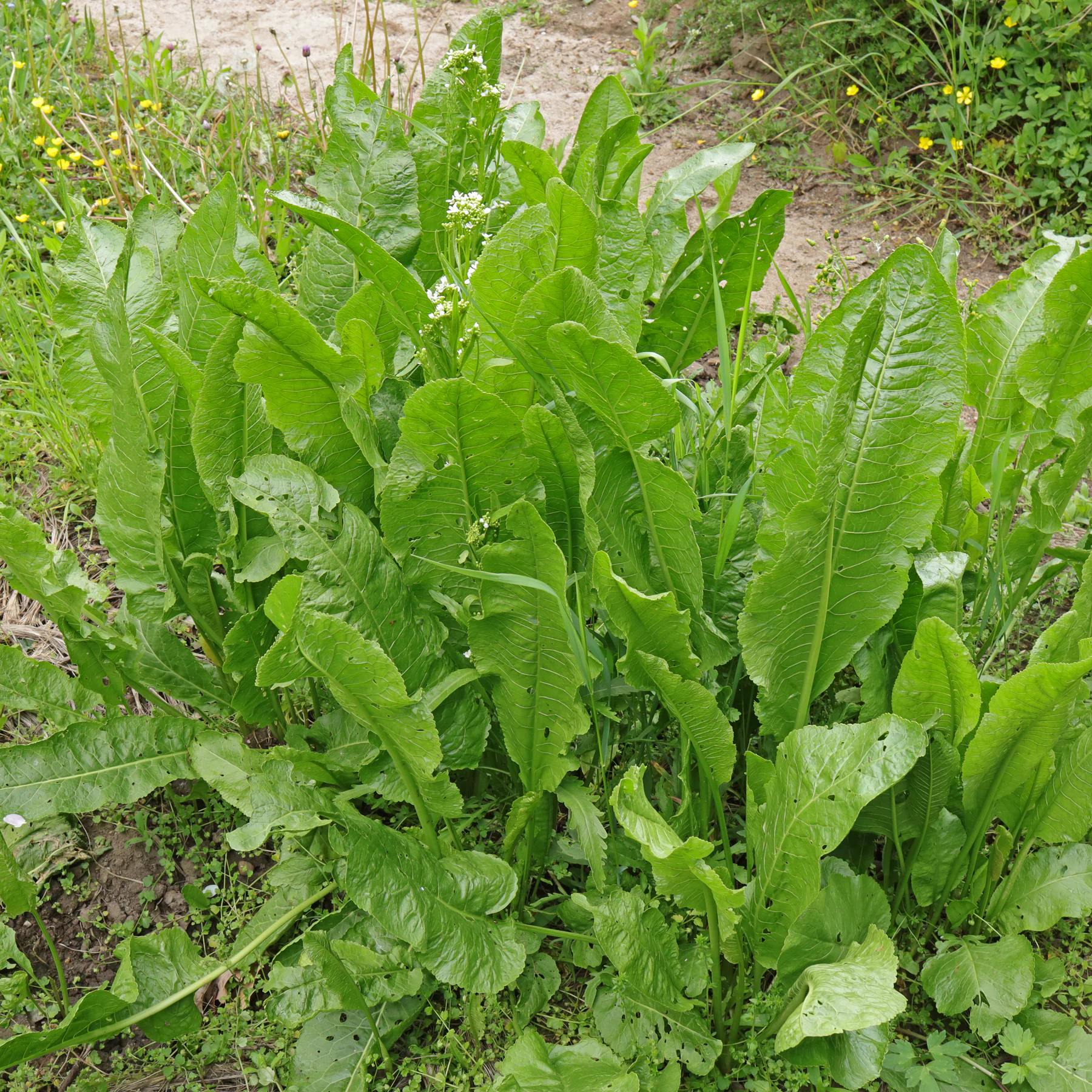 Armoracia rusticana Blätter