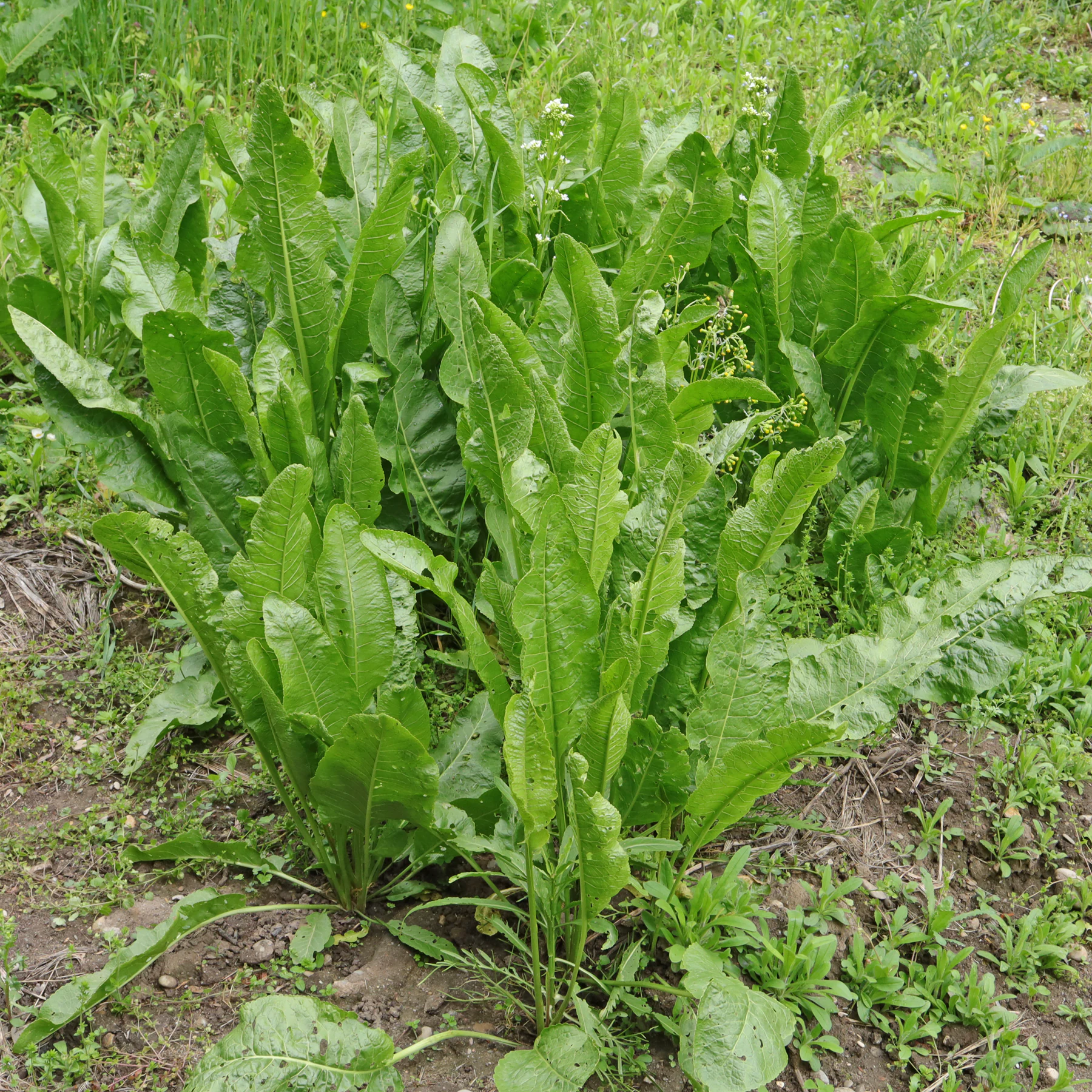 Armoracia rusticana Habitus