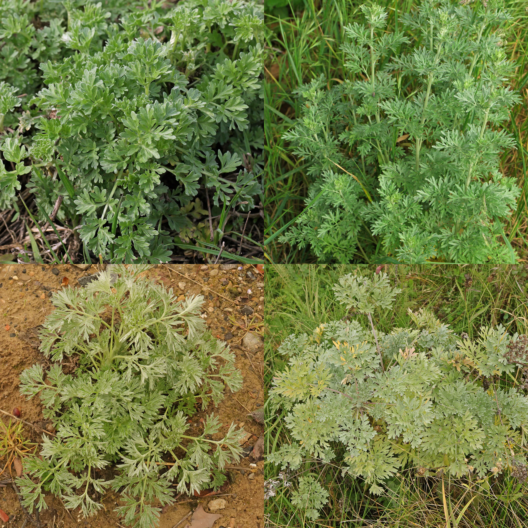 Artemisia absinthium Blätter