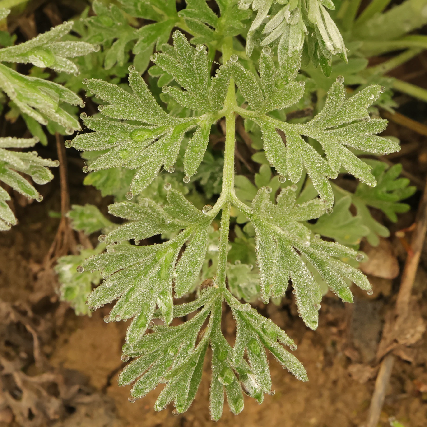 Artemisia absinthium Blatt