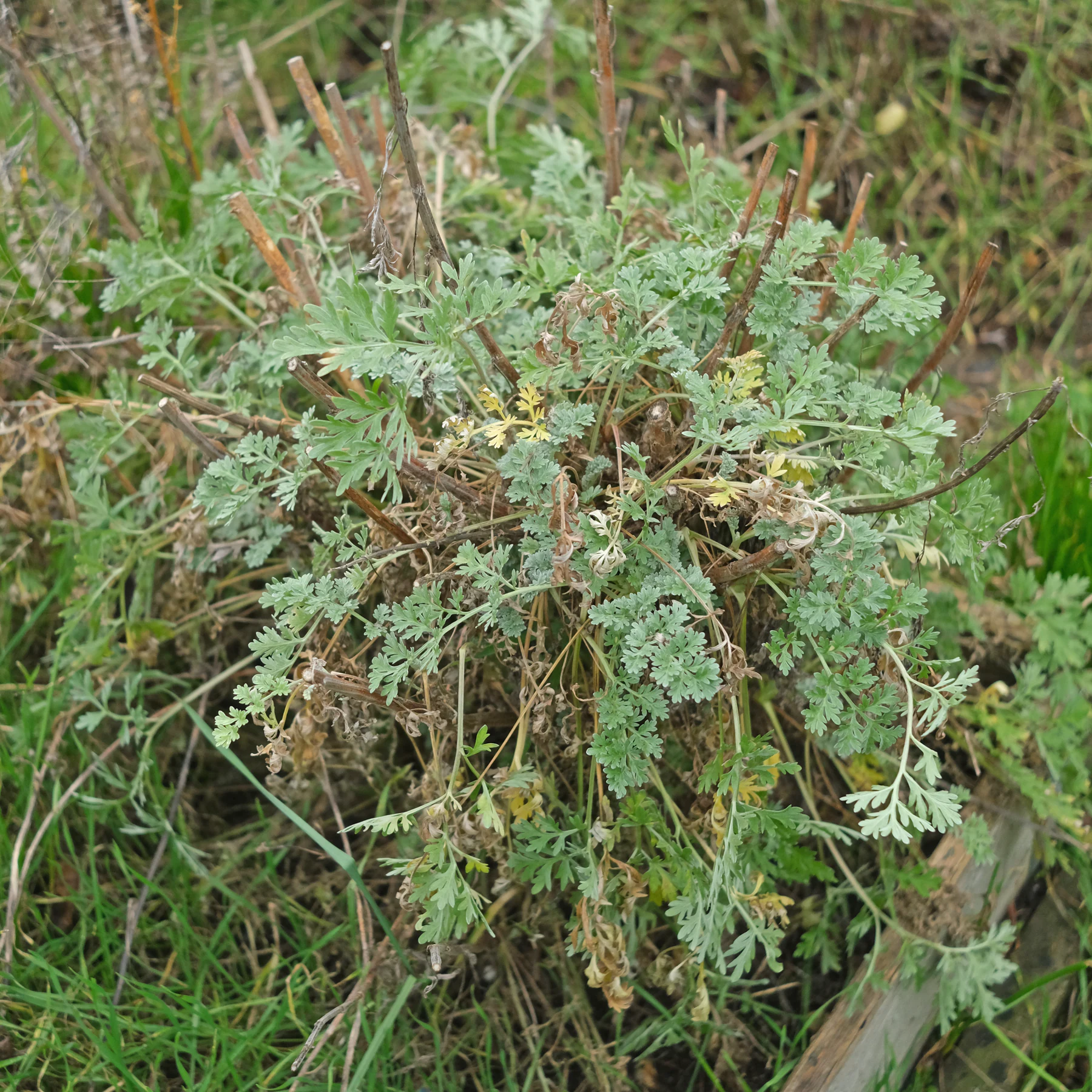 Artemisia absinthium im Winter
