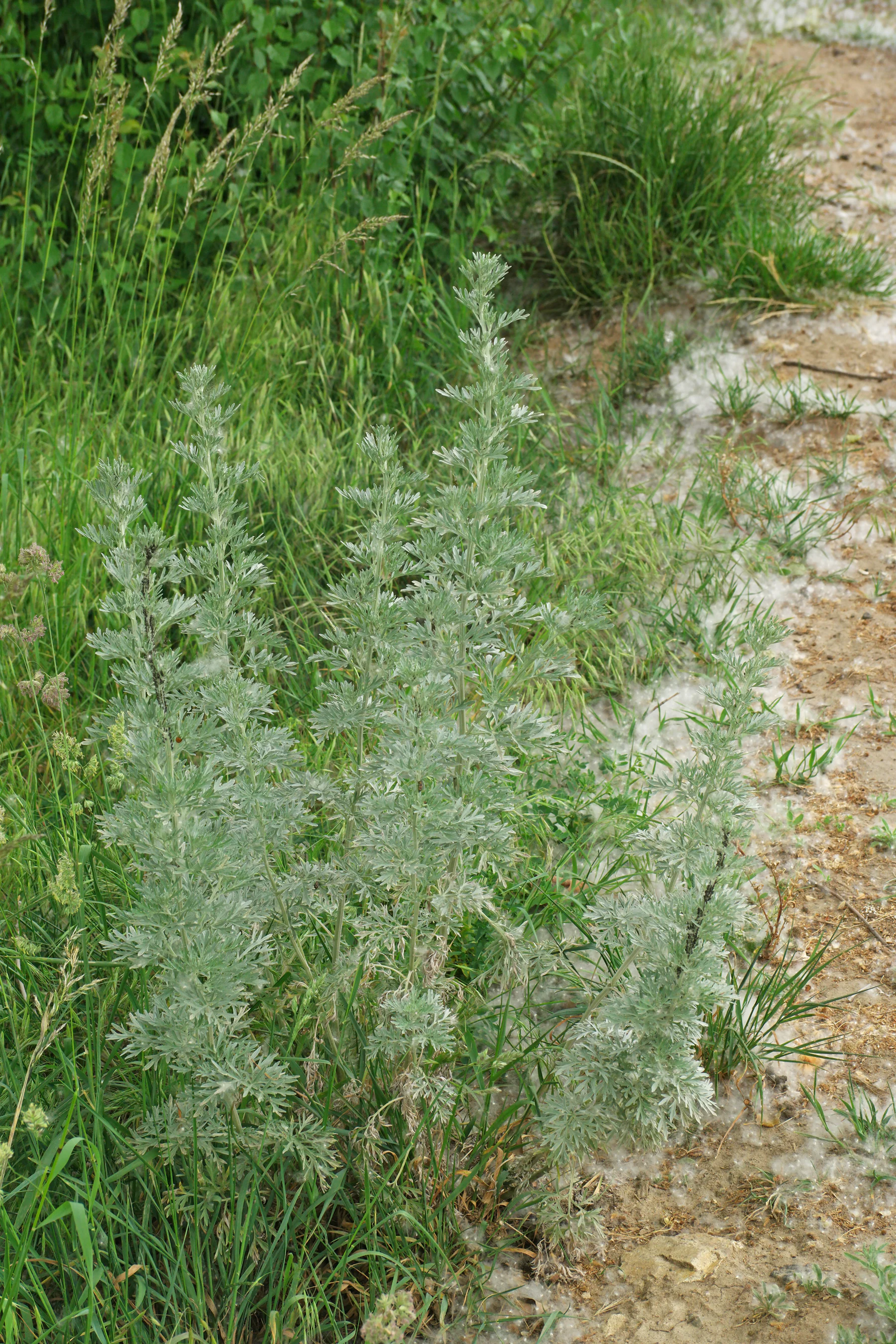 Artemisia absinthium