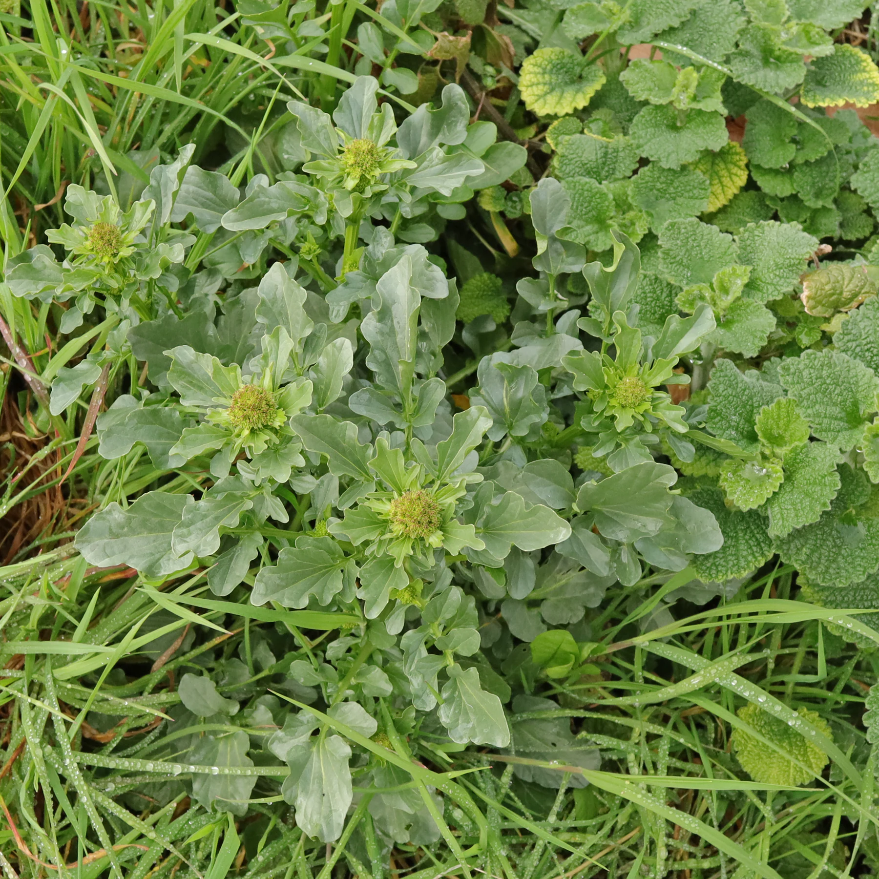 Barbarea vulgaris & Ballota nigra