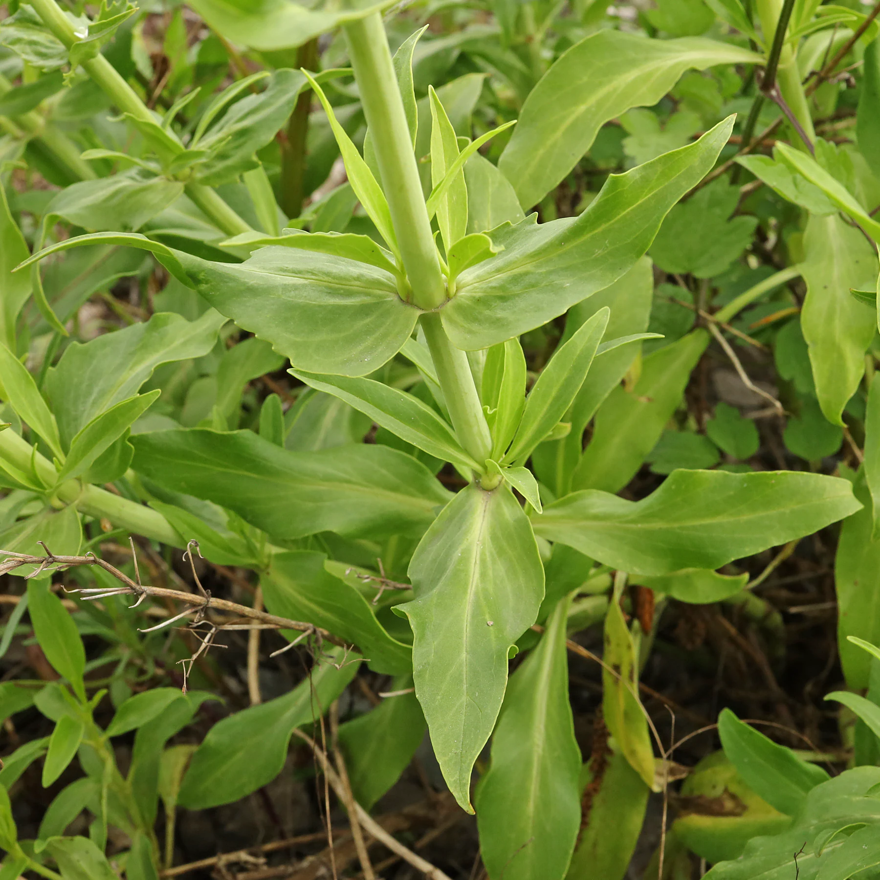 Blätter Centranthus ruber