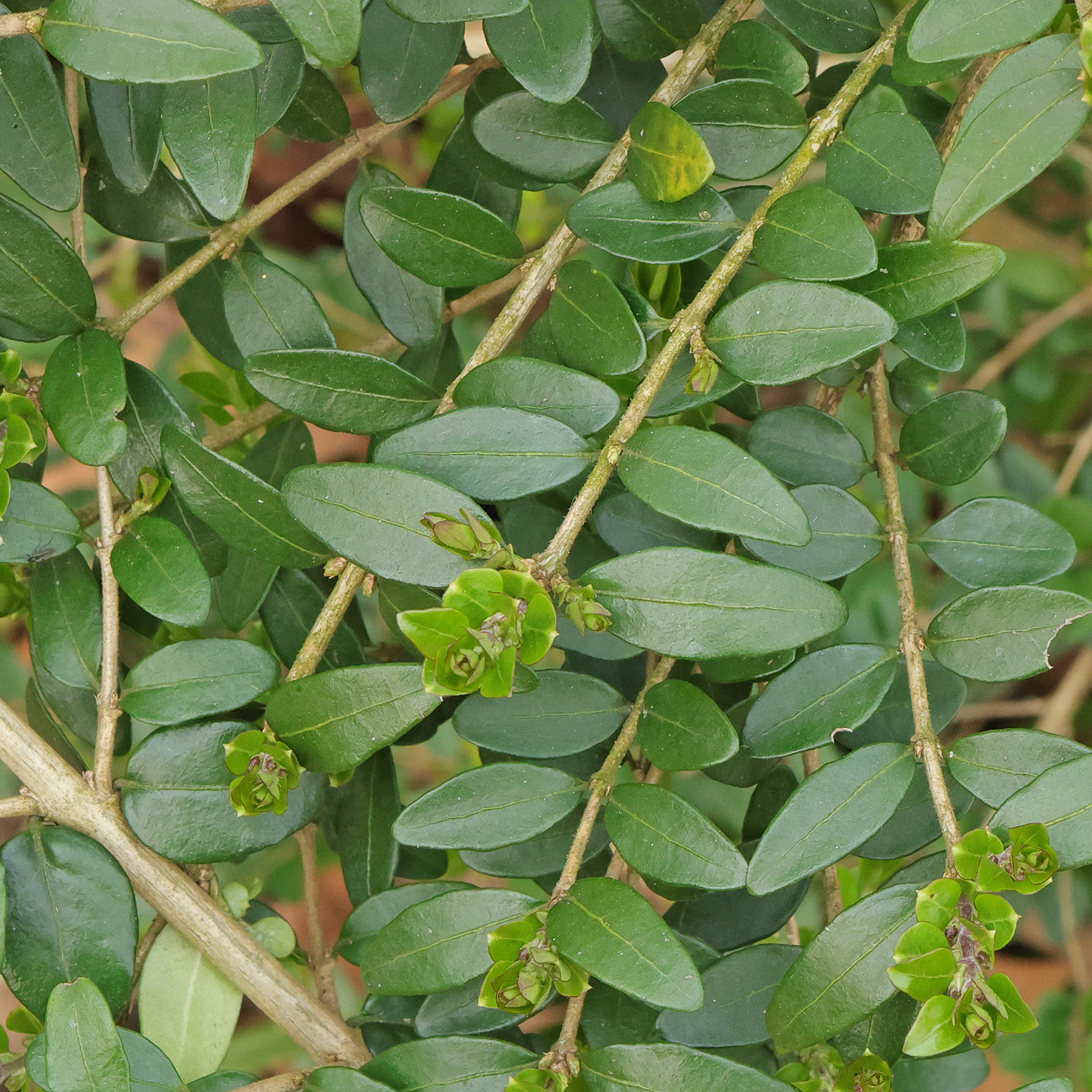 Blätter Lonicera ligustrina