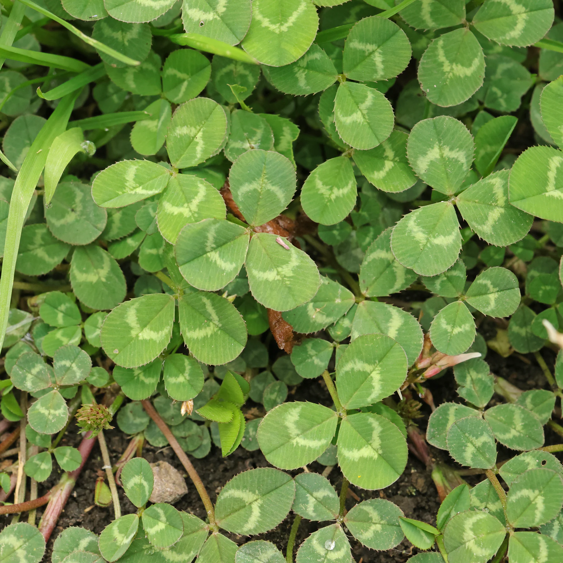 Blätter Trifolium repens