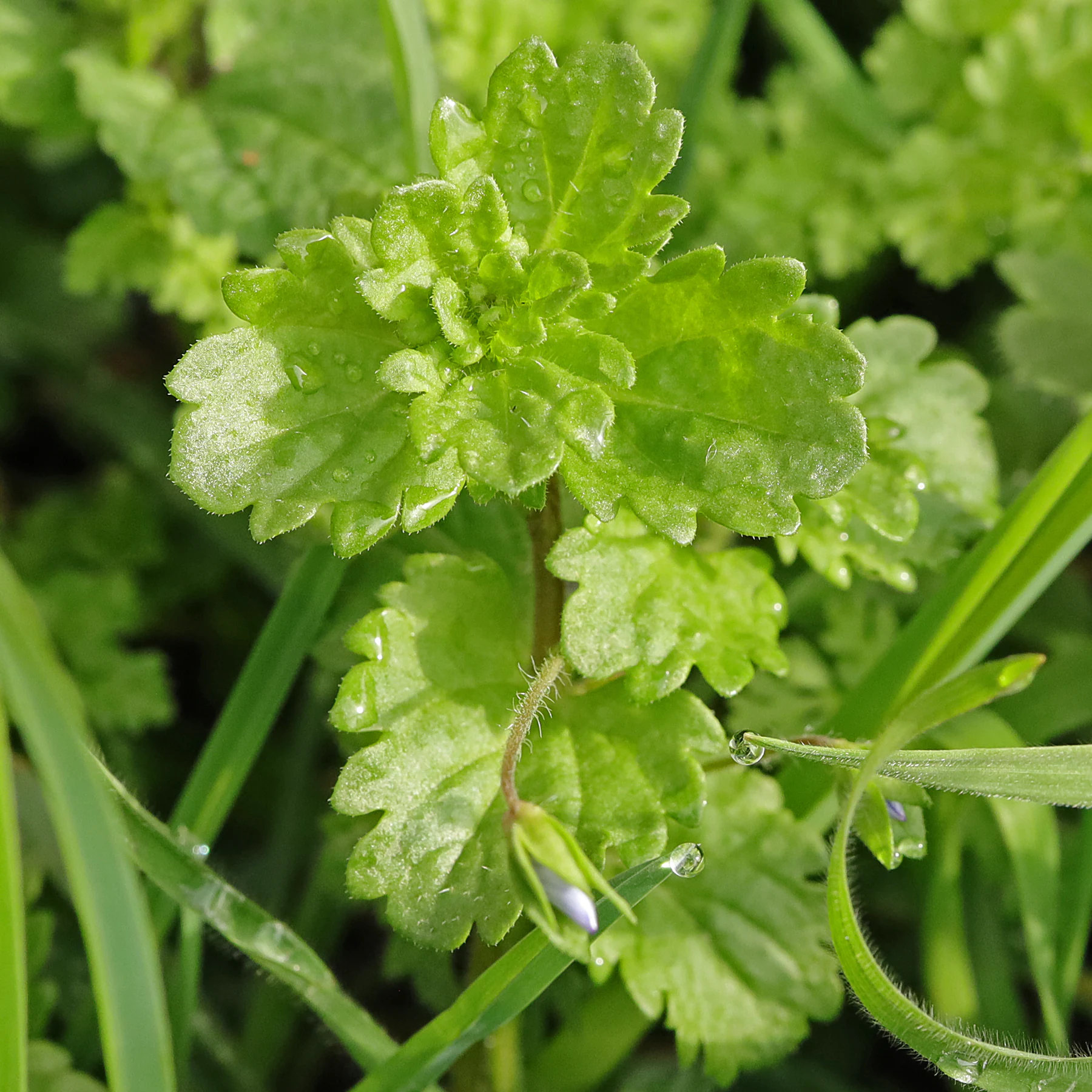 Blätter Veronica persica