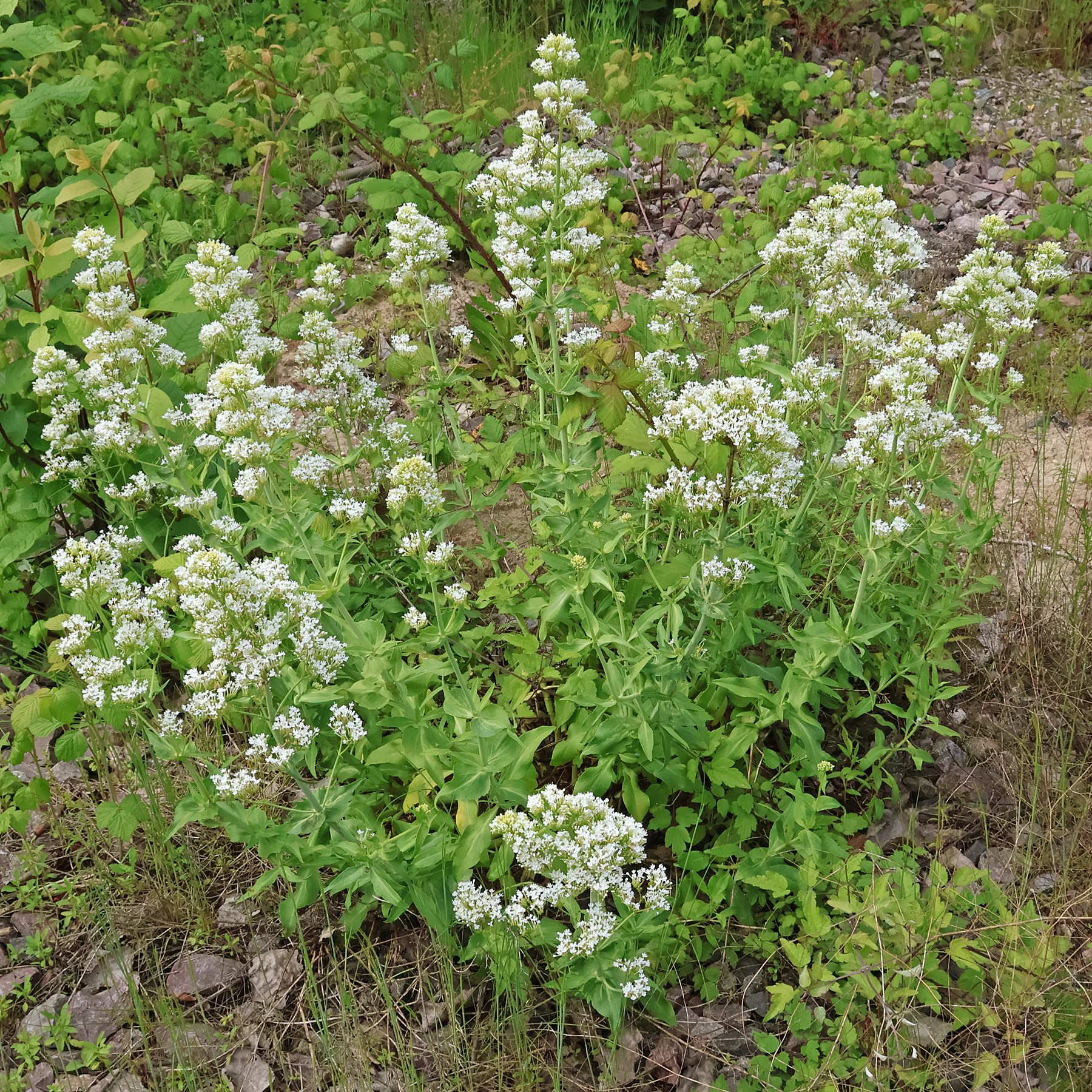 Centranthus ruber Albus